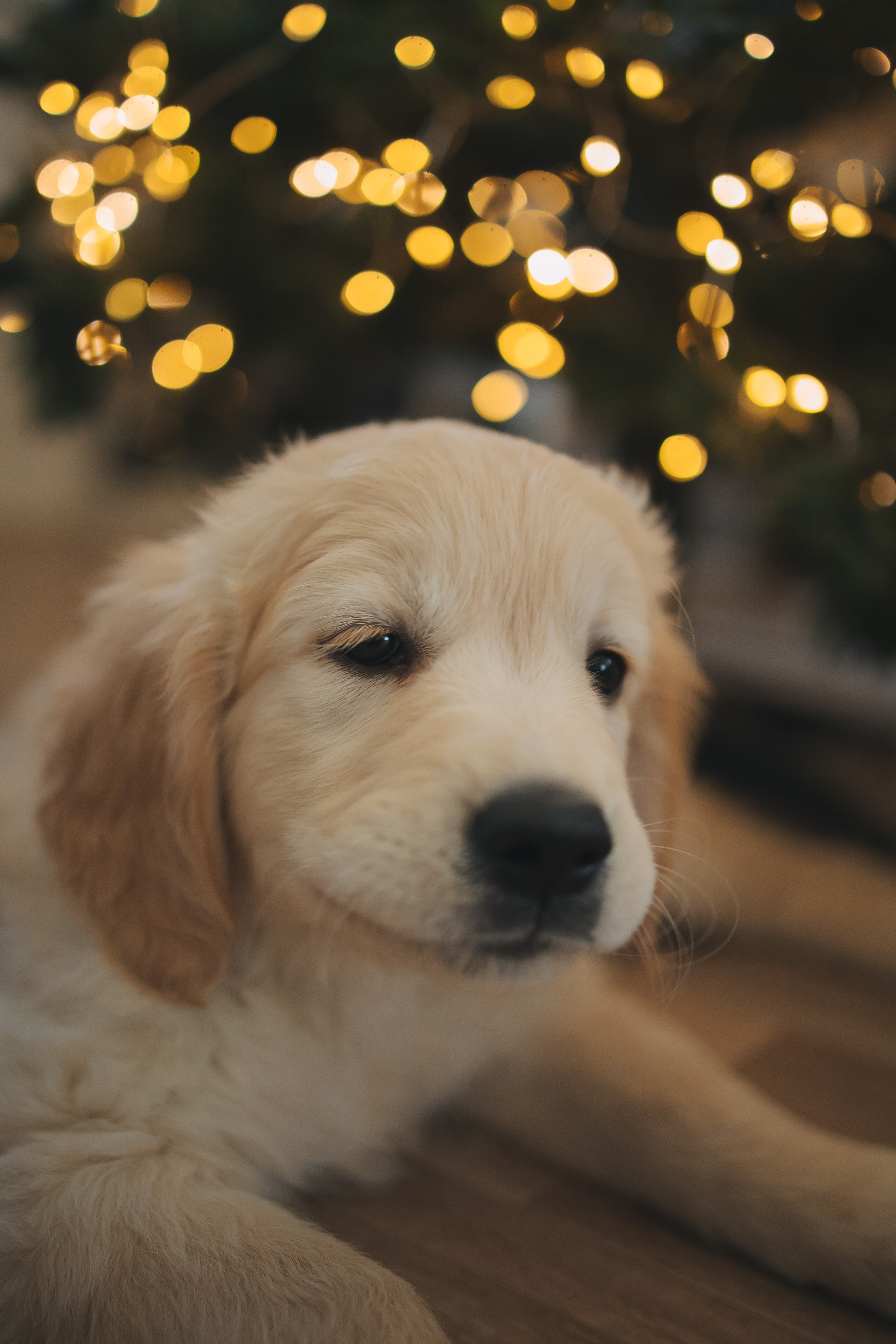 Снежик и Веста, НГ. Свадебный и женский фотограф