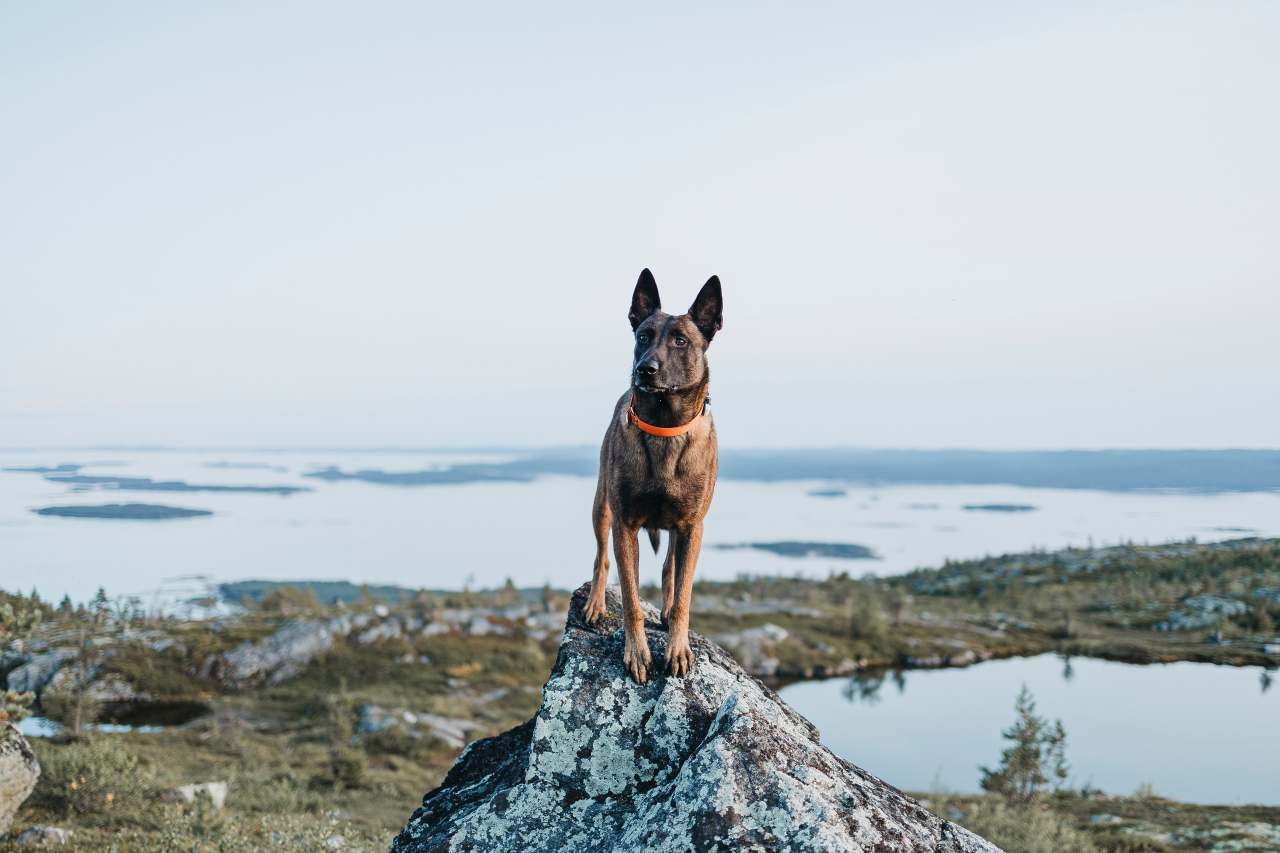Горы. Фотограф-анималист Анна Маринич
