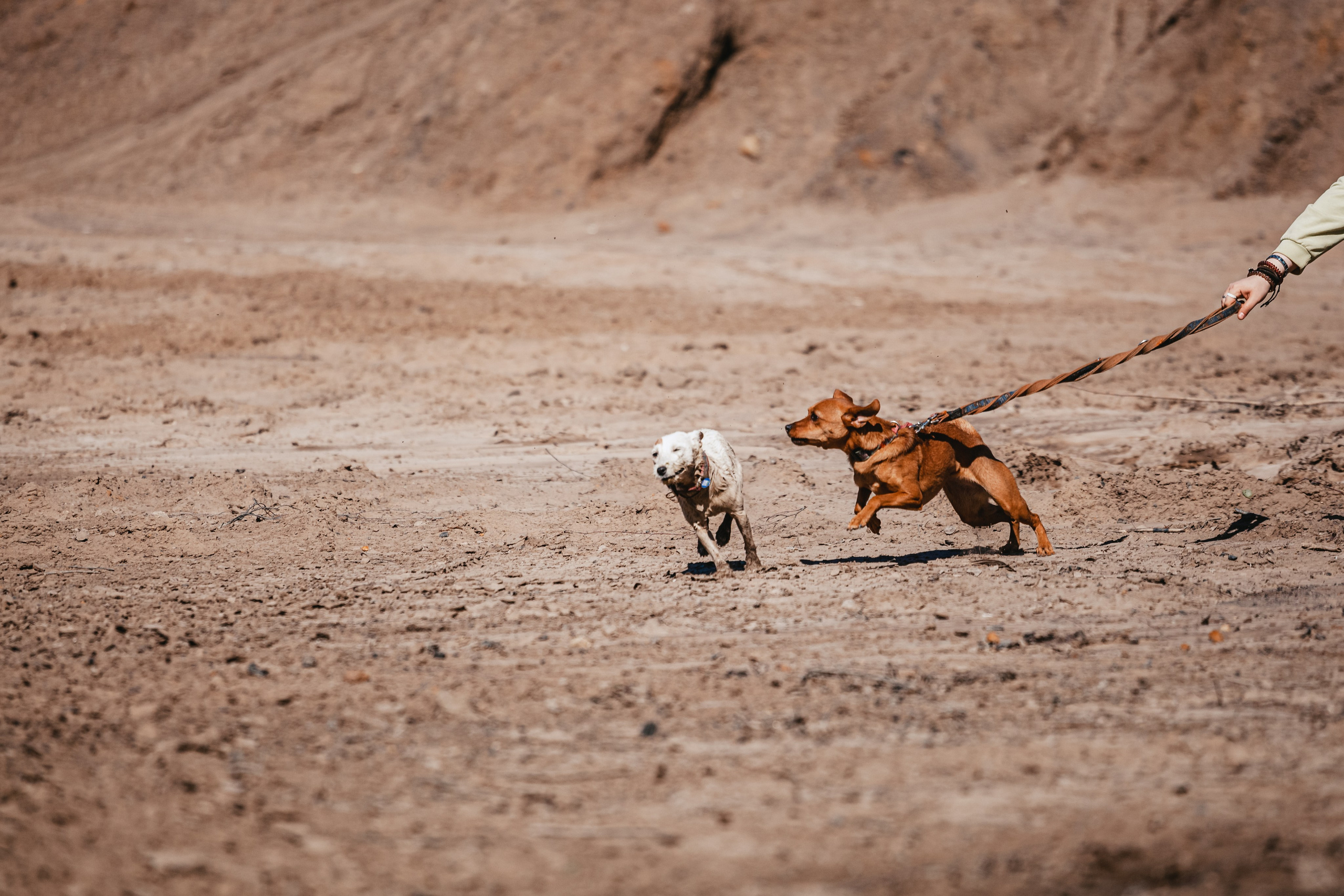 Кондуки. Фотограф-анималист Татьяна Степанова