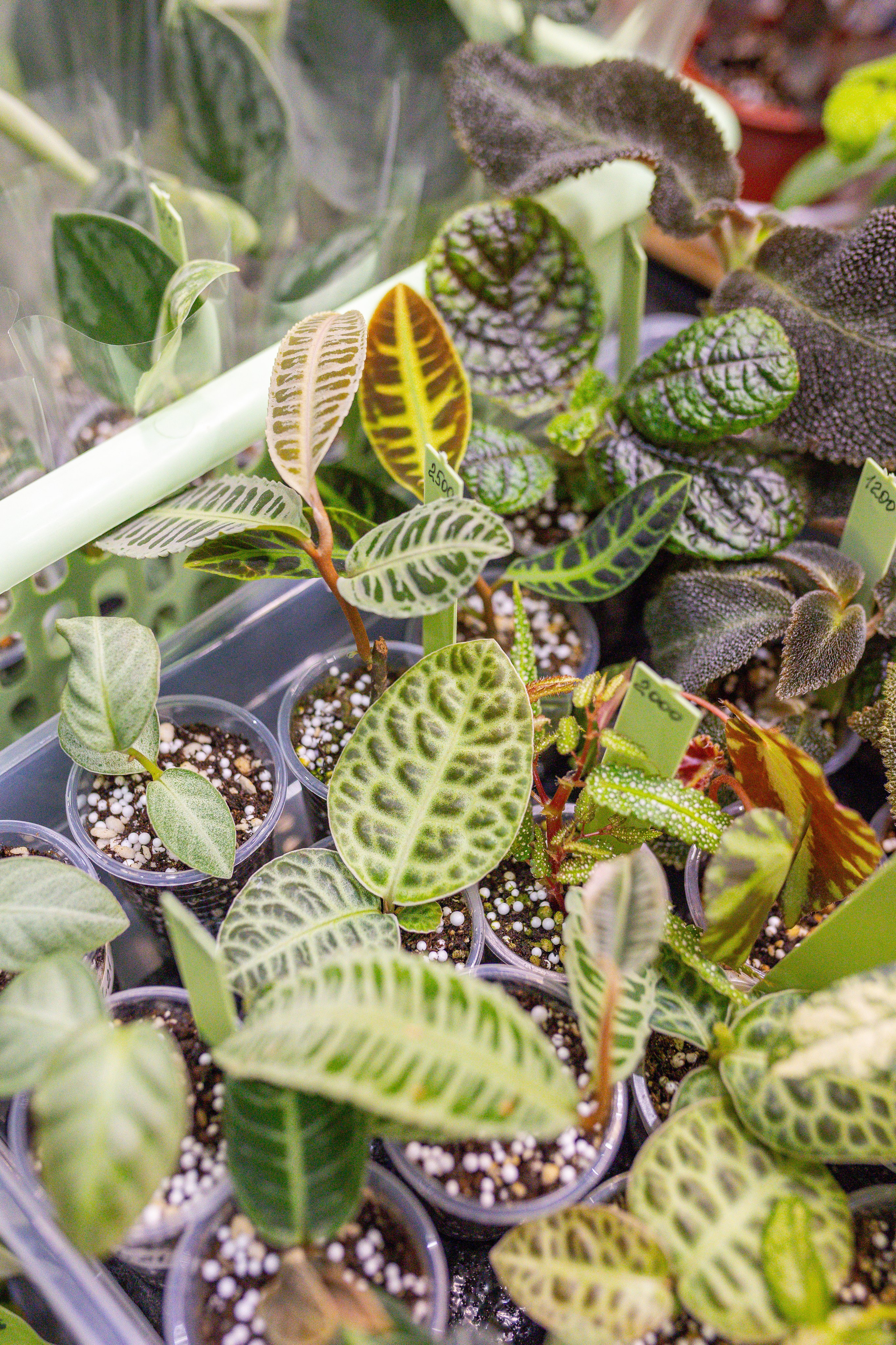 Монстериум 11–12 октября. Александра Куликова фотограф, Москва