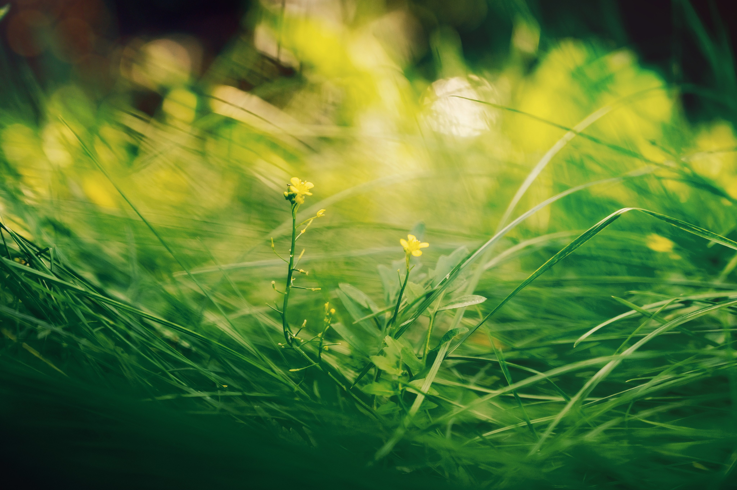 День Шахтёра в Парке Чудес 30.08.2025. Детский фотограф, семейный фотограф и репортажи в Кемерово