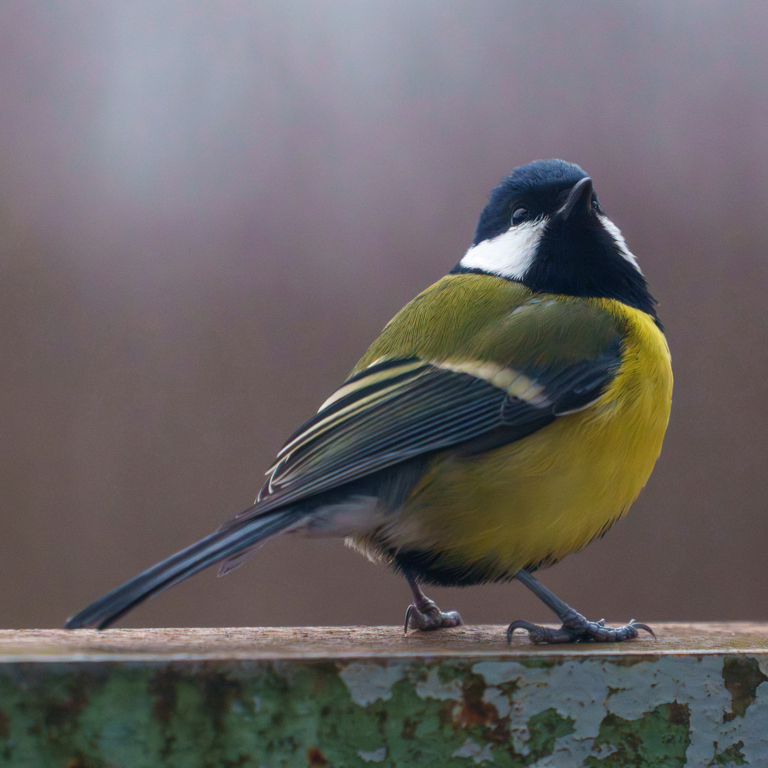 Animals — Животные