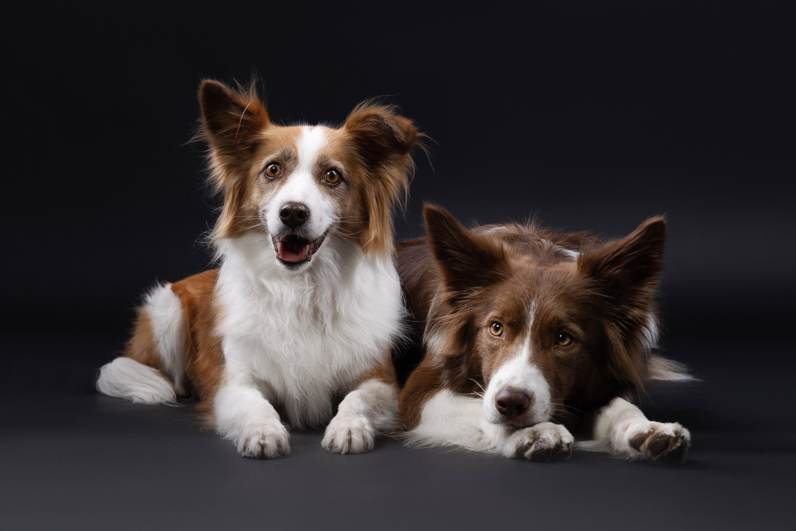 Беатрисс и бордер Вивьен в студии. Фотограф анималист в Москве Майорова Евгения