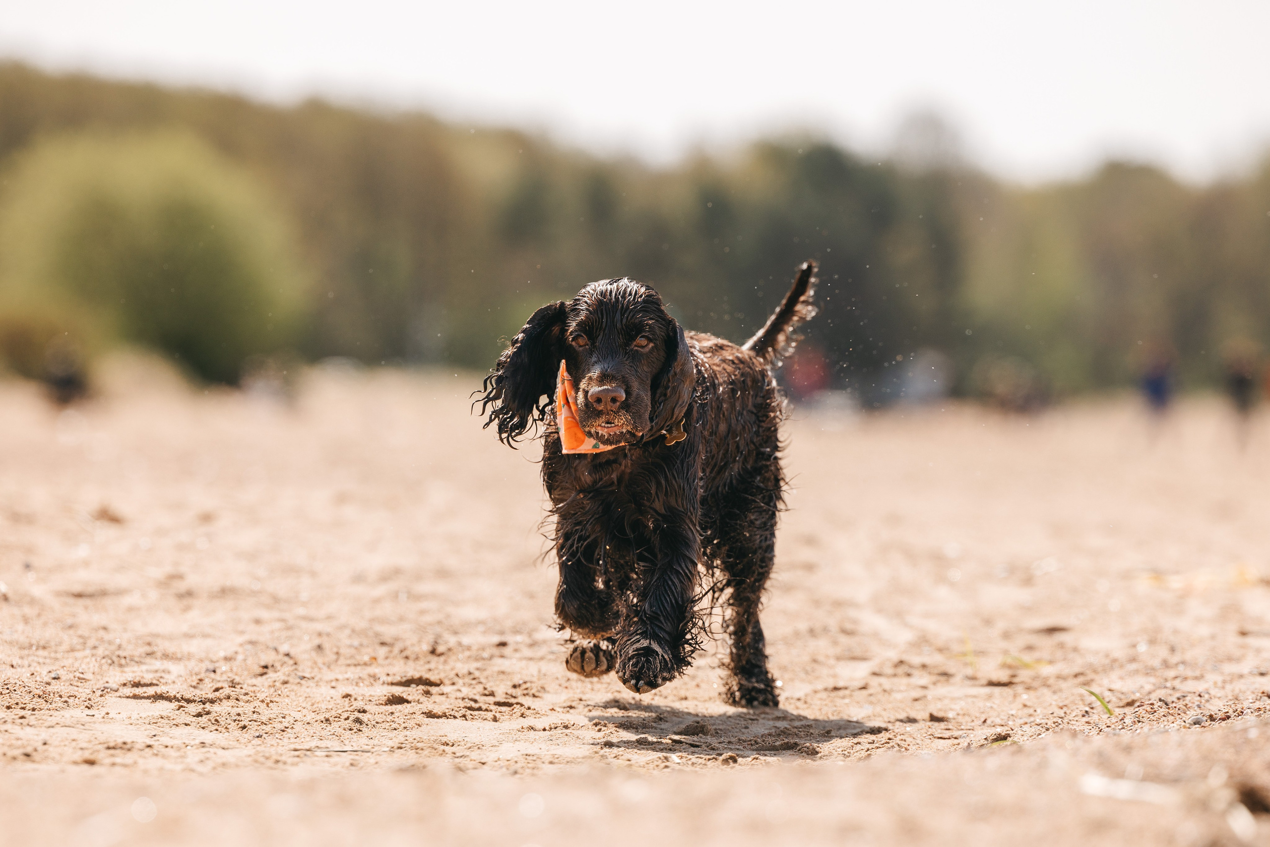 Спанимания. Фотограф анималист Осипчикова Мария