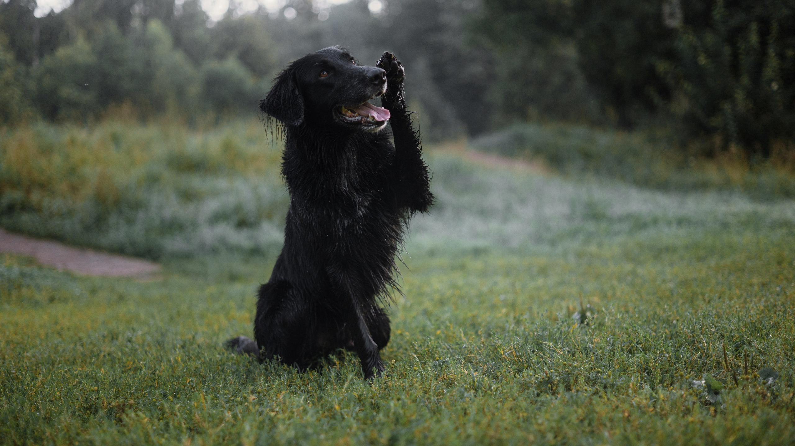 Лиза и Коди. Фотограф-анималист Богданова Полина
