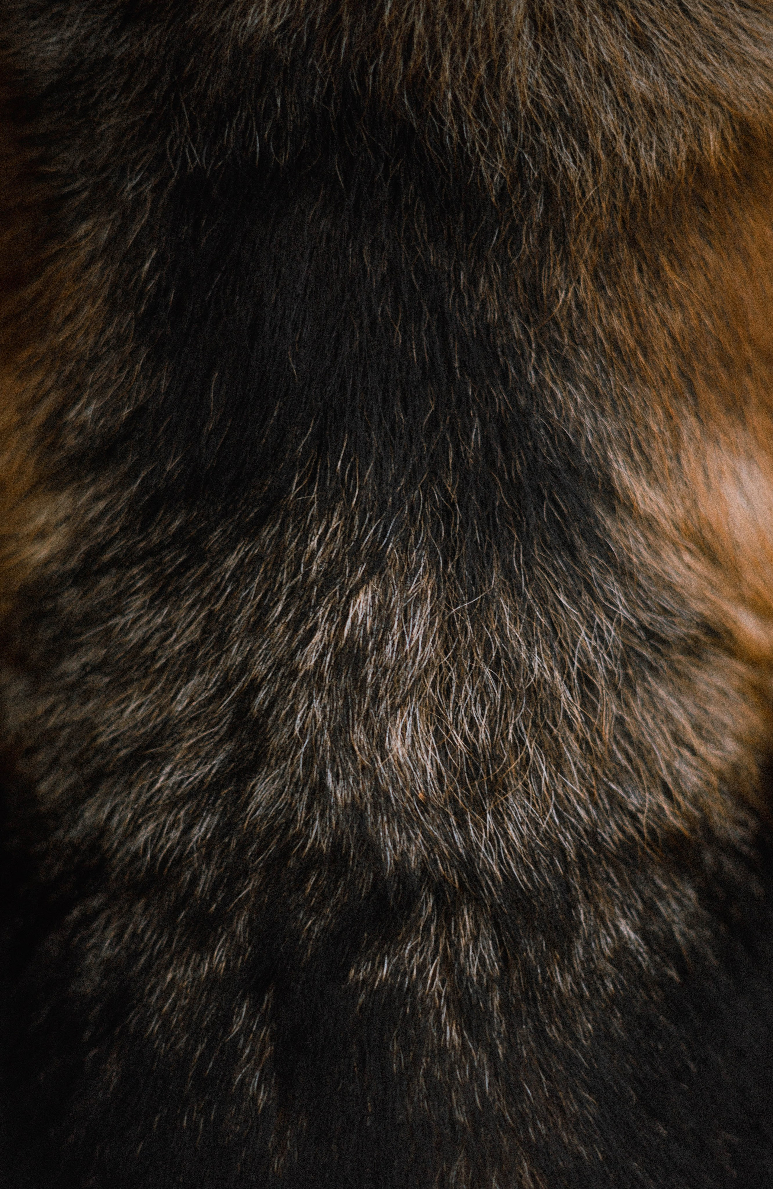 Лера и Ральф. Фотограф-анималист Богданова Полина