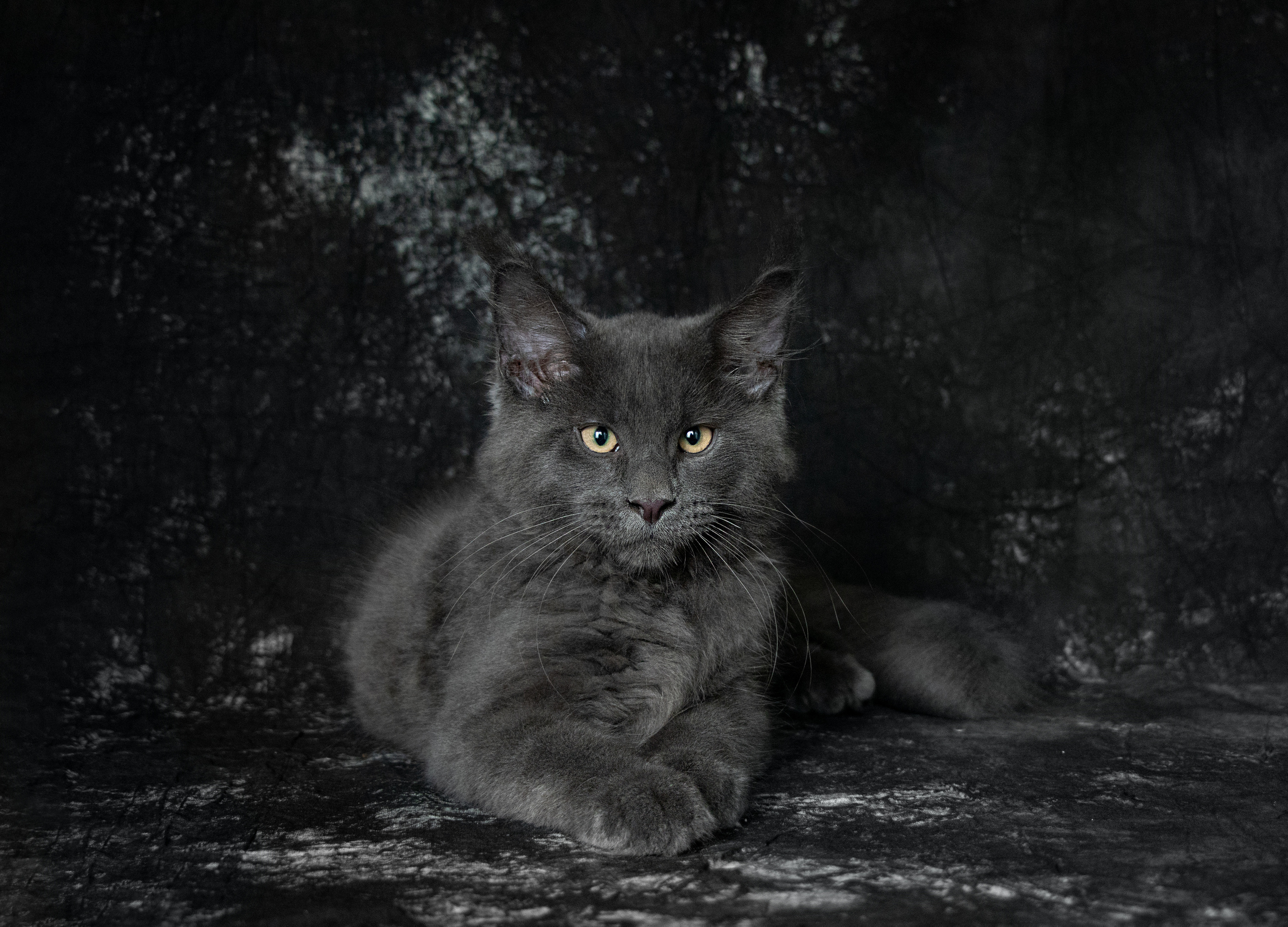 Друзья наши меньшие. Семейный и частный фотограф во Владивостоке