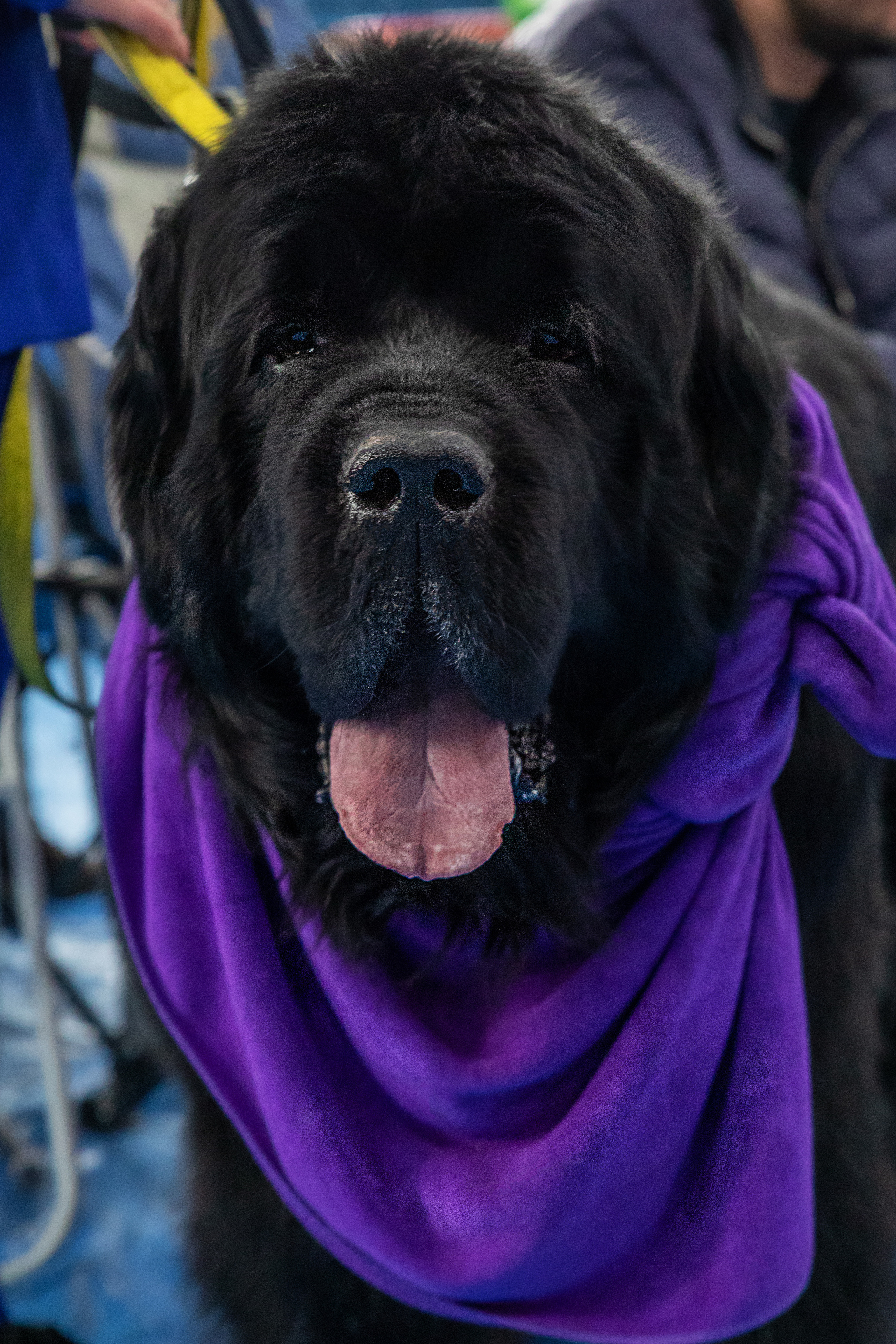 Друзья наши меньшие. Семейный и частный фотограф во Владивостоке