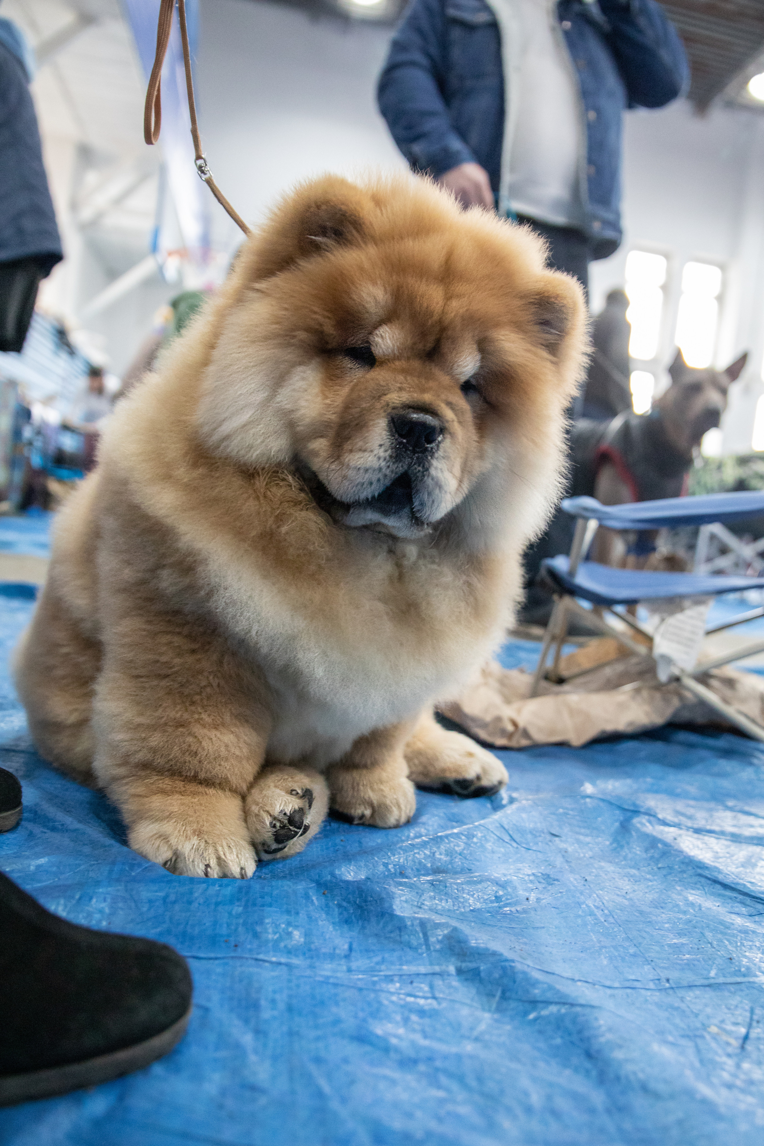 Друзья наши меньшие. Семейный и частный фотограф во Владивостоке