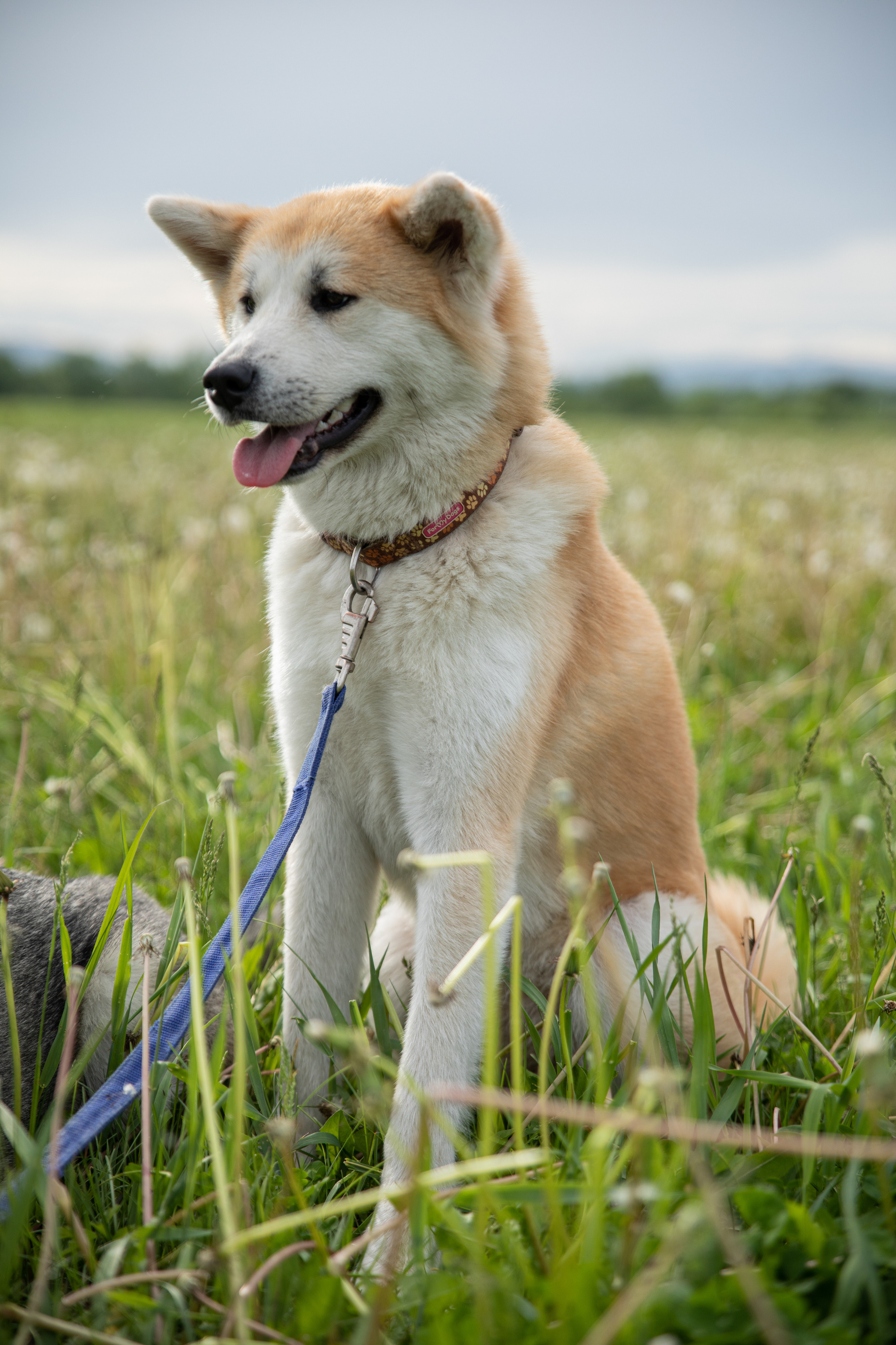 Друзья наши меньшие. Семейный и частный фотограф во Владивостоке