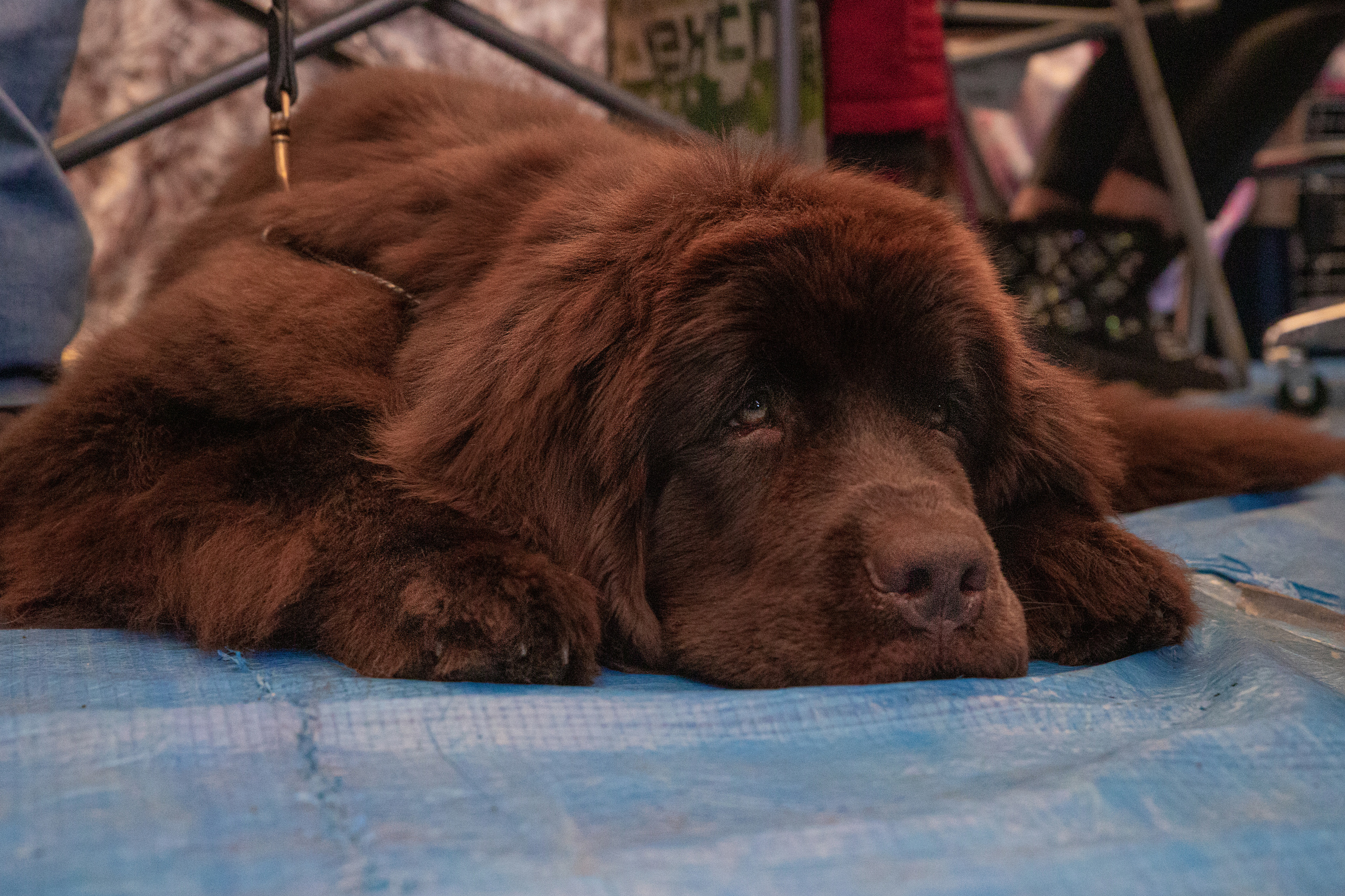 Друзья наши меньшие. Семейный и частный фотограф во Владивостоке