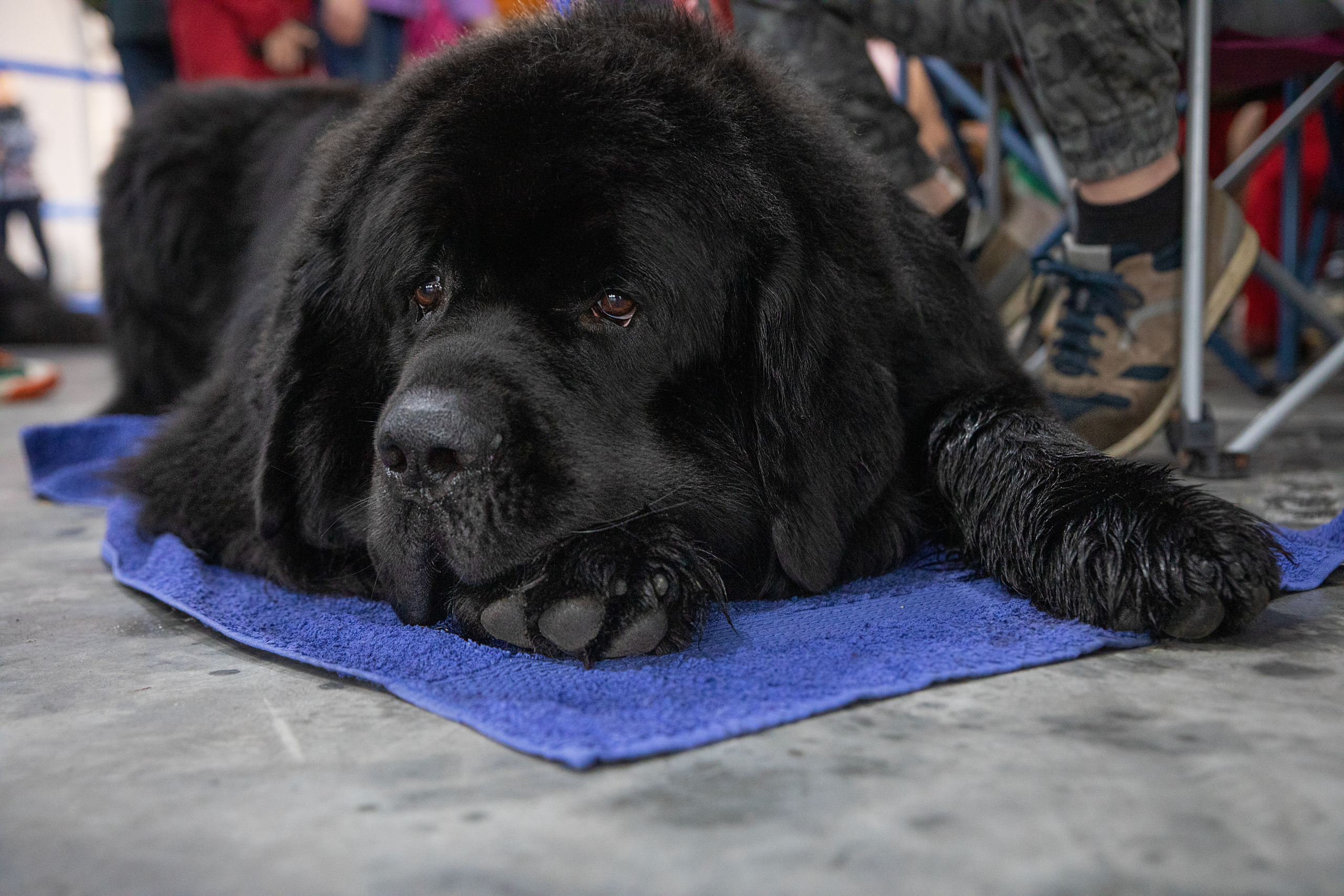 Друзья наши меньшие. Семейный и частный фотограф во Владивостоке