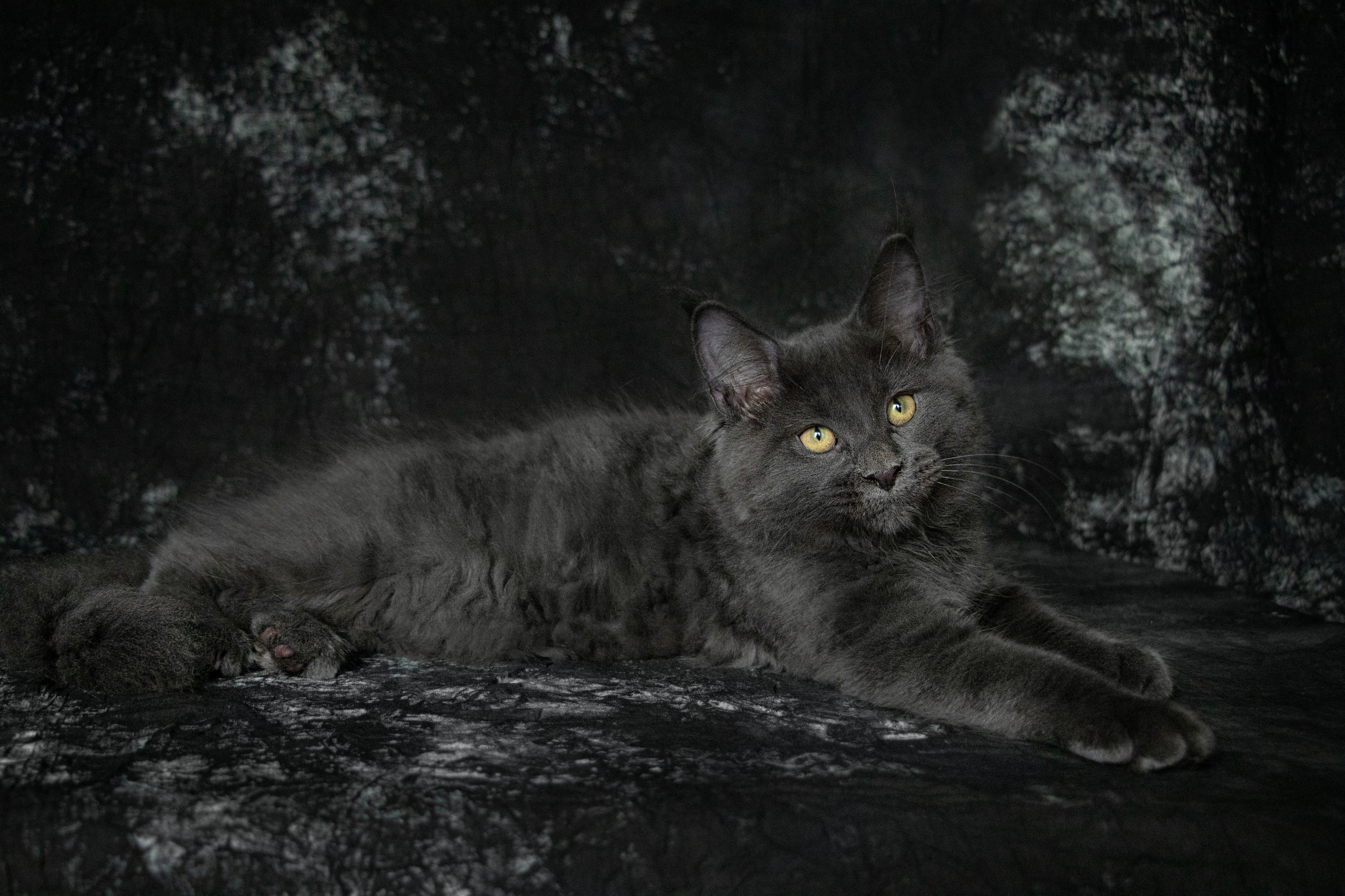 Друзья наши меньшие. Семейный и частный фотограф во Владивостоке