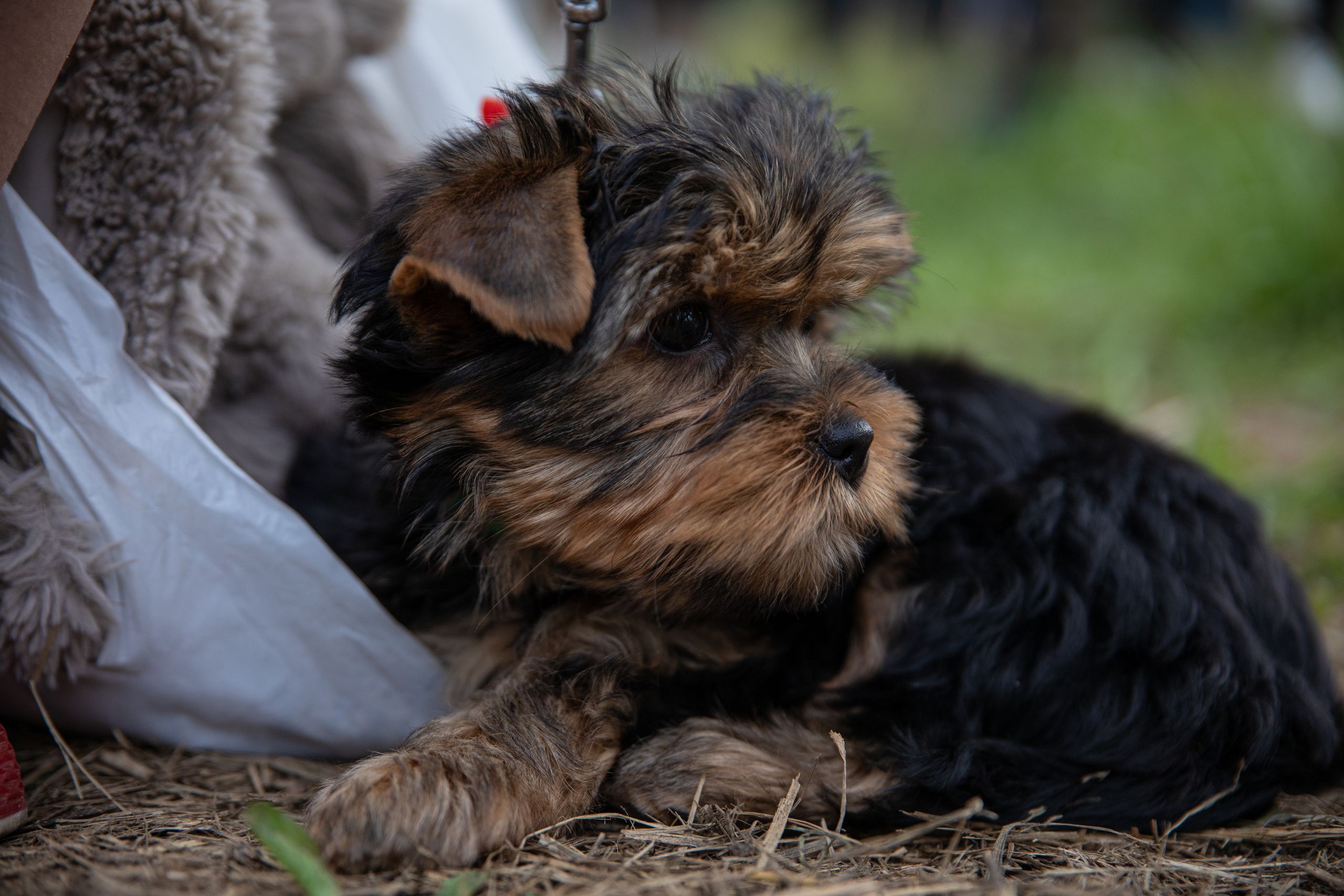 Друзья наши меньшие. Семейный и частный фотограф во Владивостоке