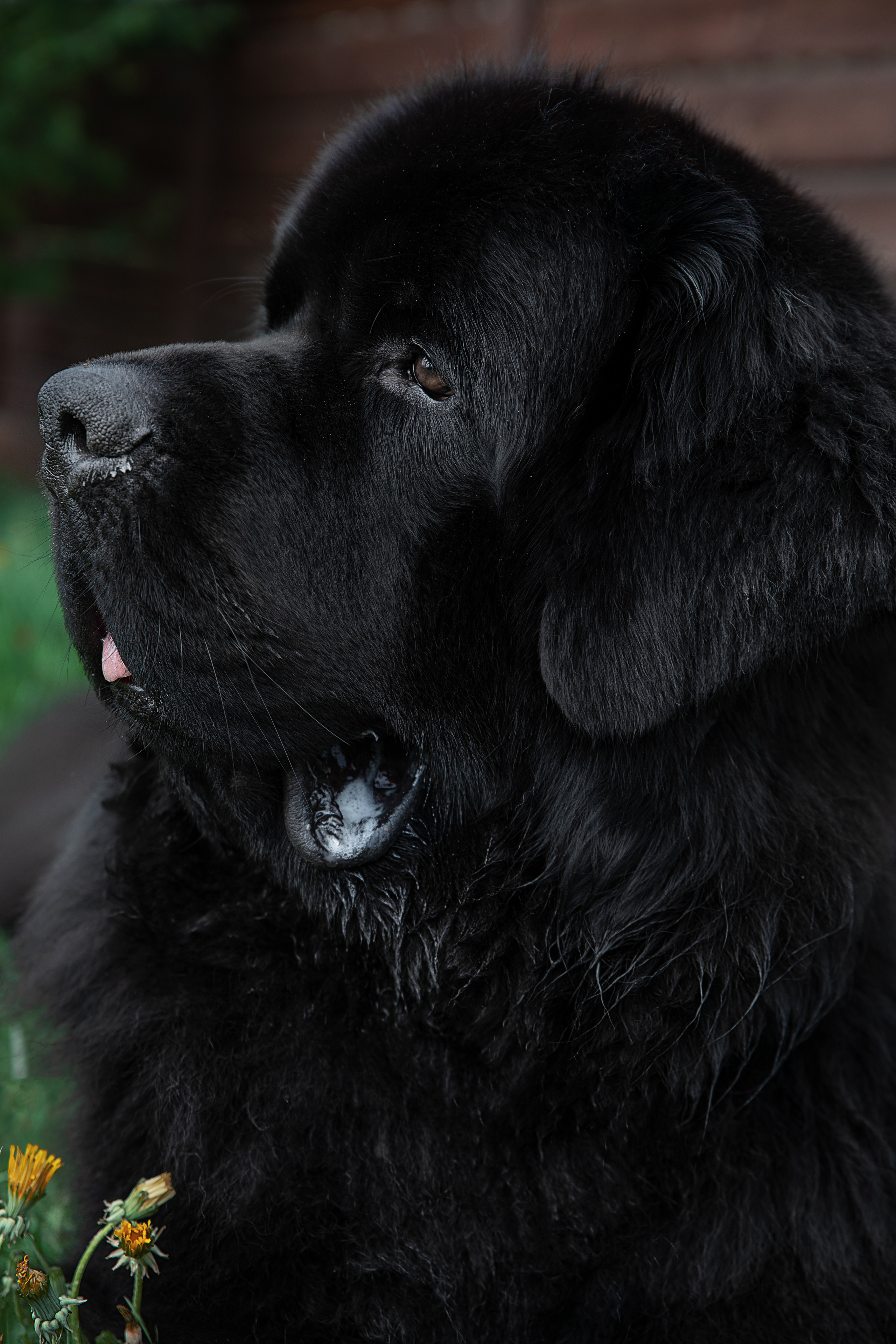 Друзья наши меньшие. Семейный и частный фотограф во Владивостоке