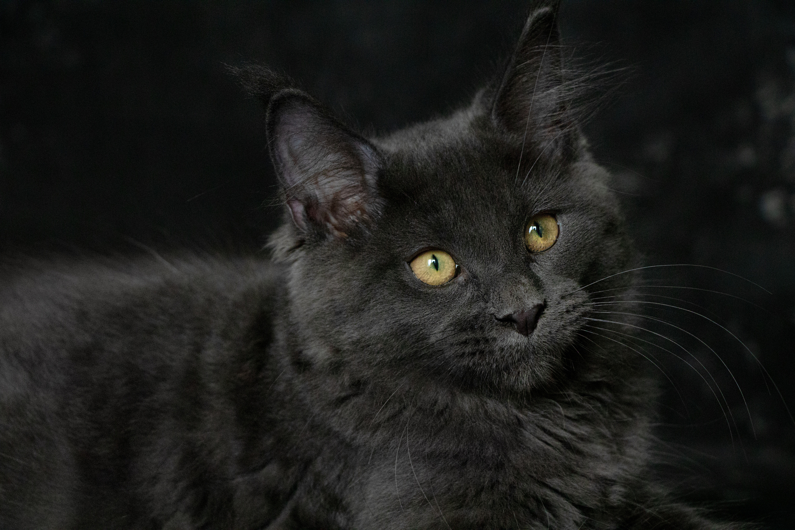 Друзья наши меньшие. Семейный и частный фотограф во Владивостоке