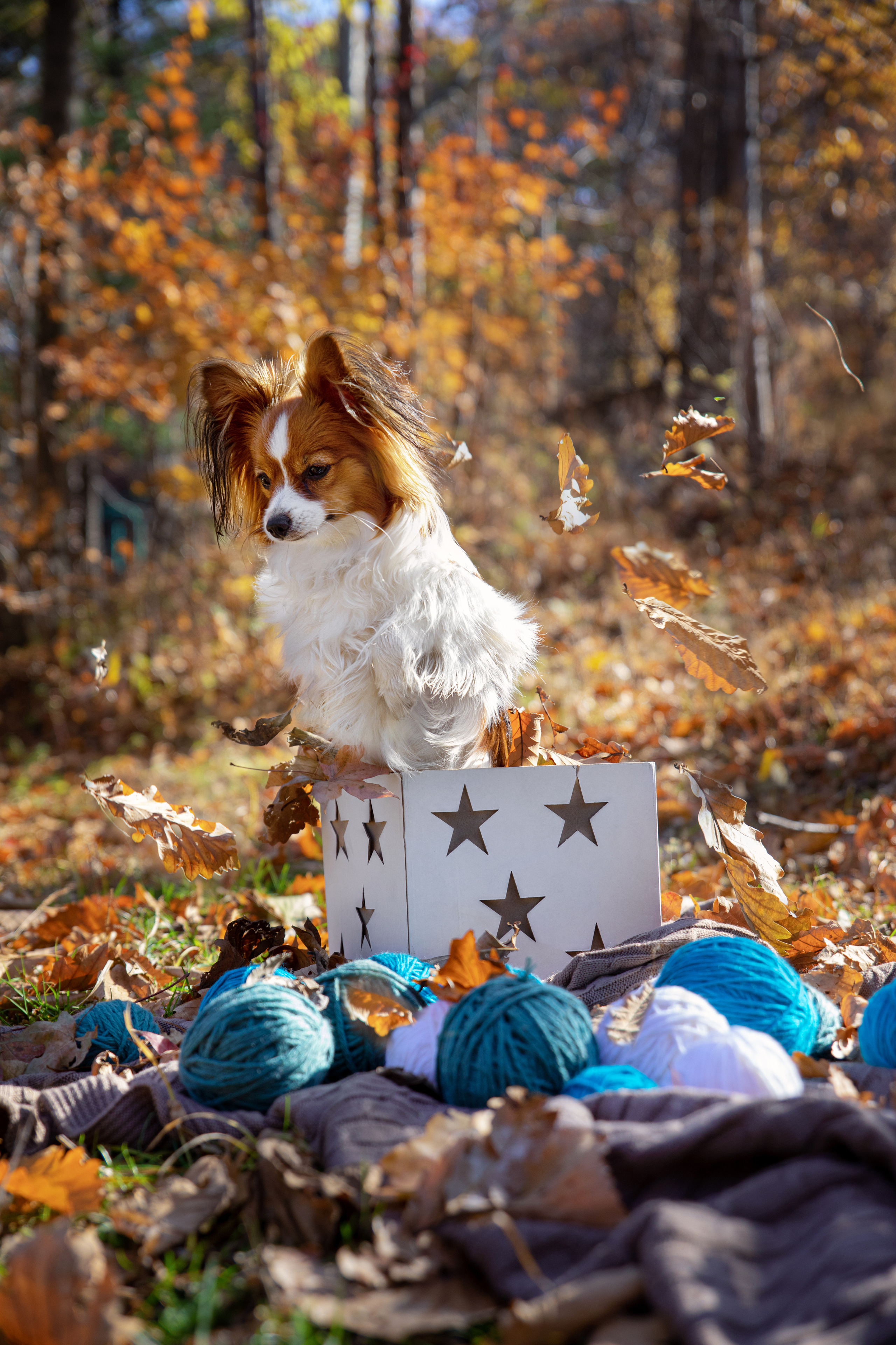 Друзья наши меньшие. Семейный и частный фотограф во Владивостоке