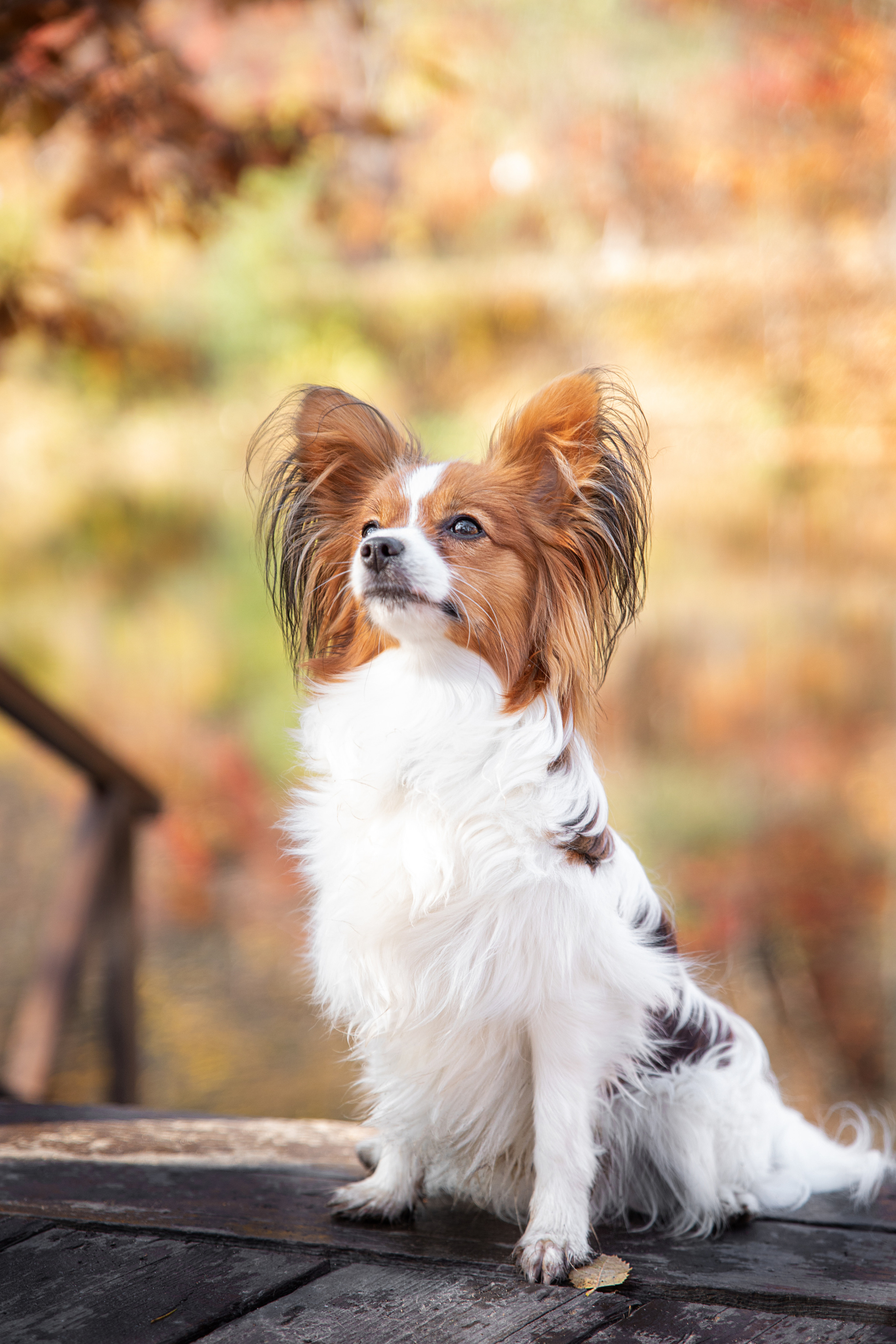 Друзья наши меньшие. Семейный и частный фотограф во Владивостоке