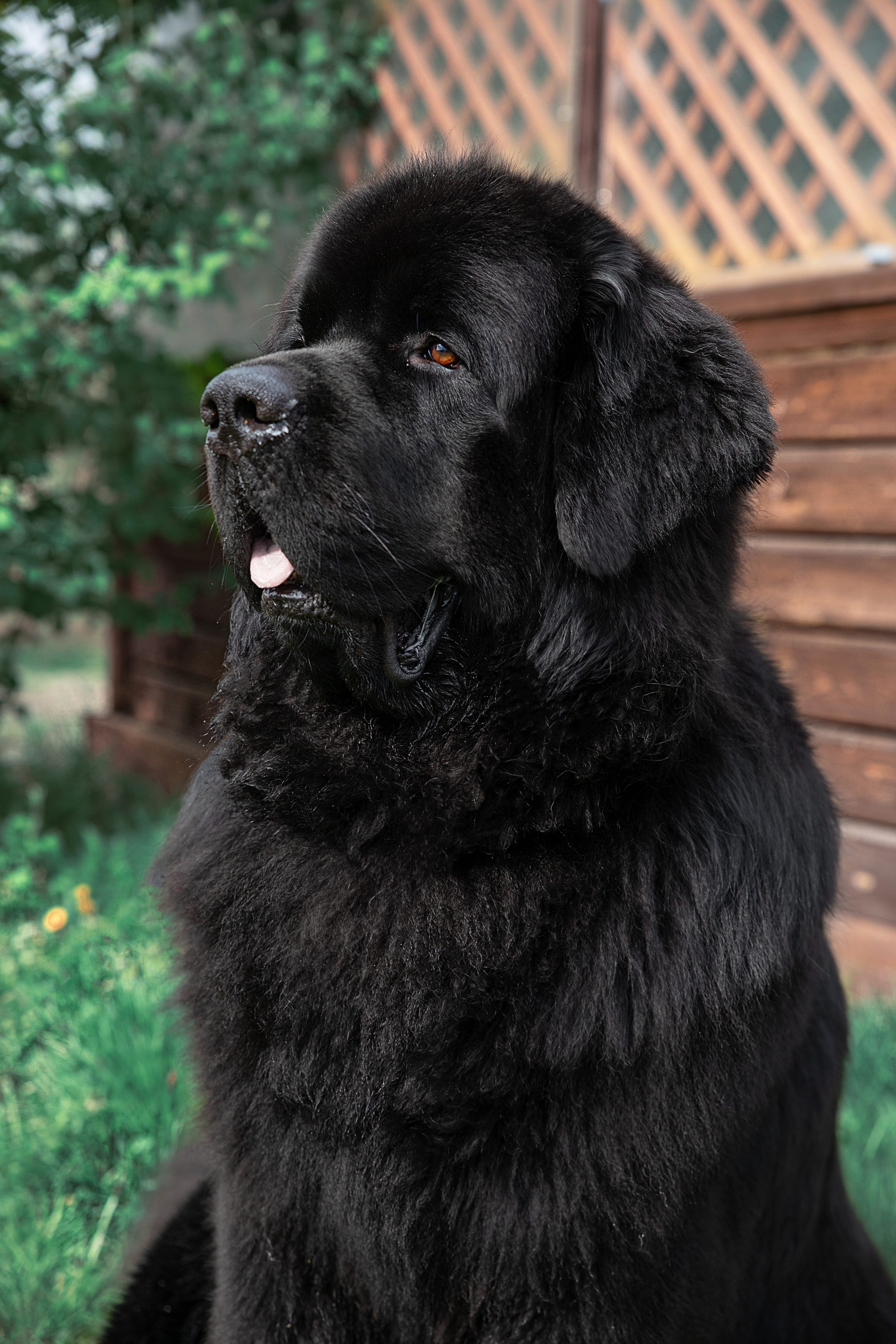 Друзья наши меньшие. Семейный и частный фотограф во Владивостоке