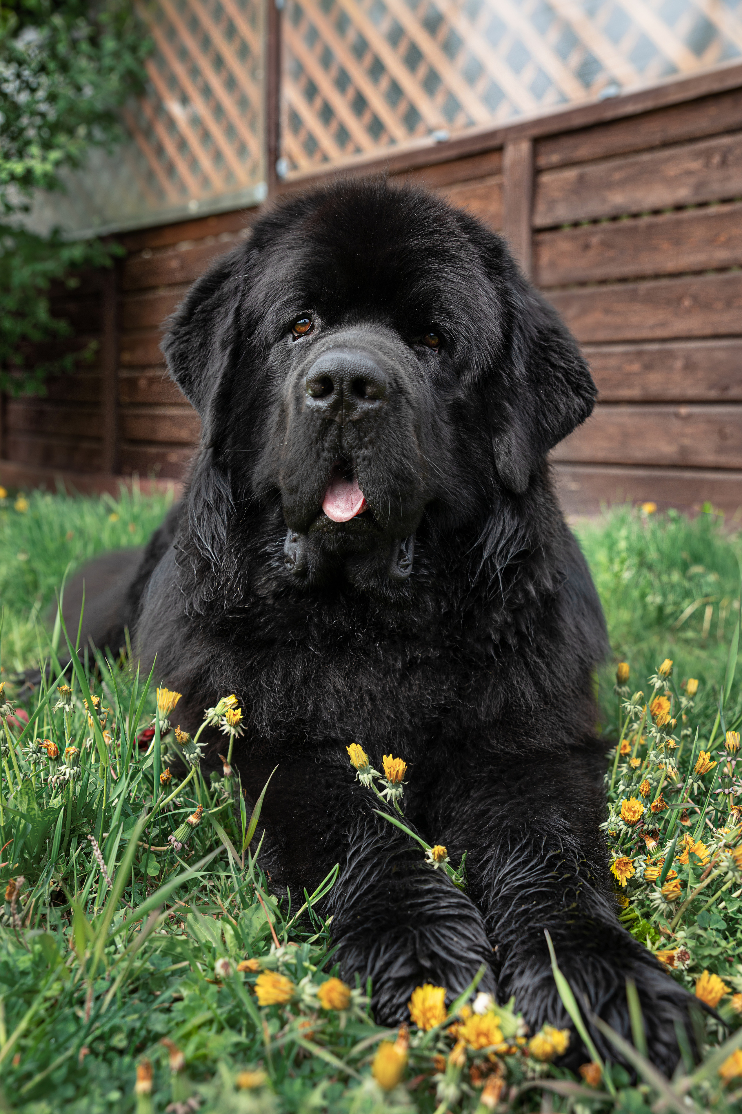 Друзья наши меньшие. Семейный и частный фотограф во Владивостоке
