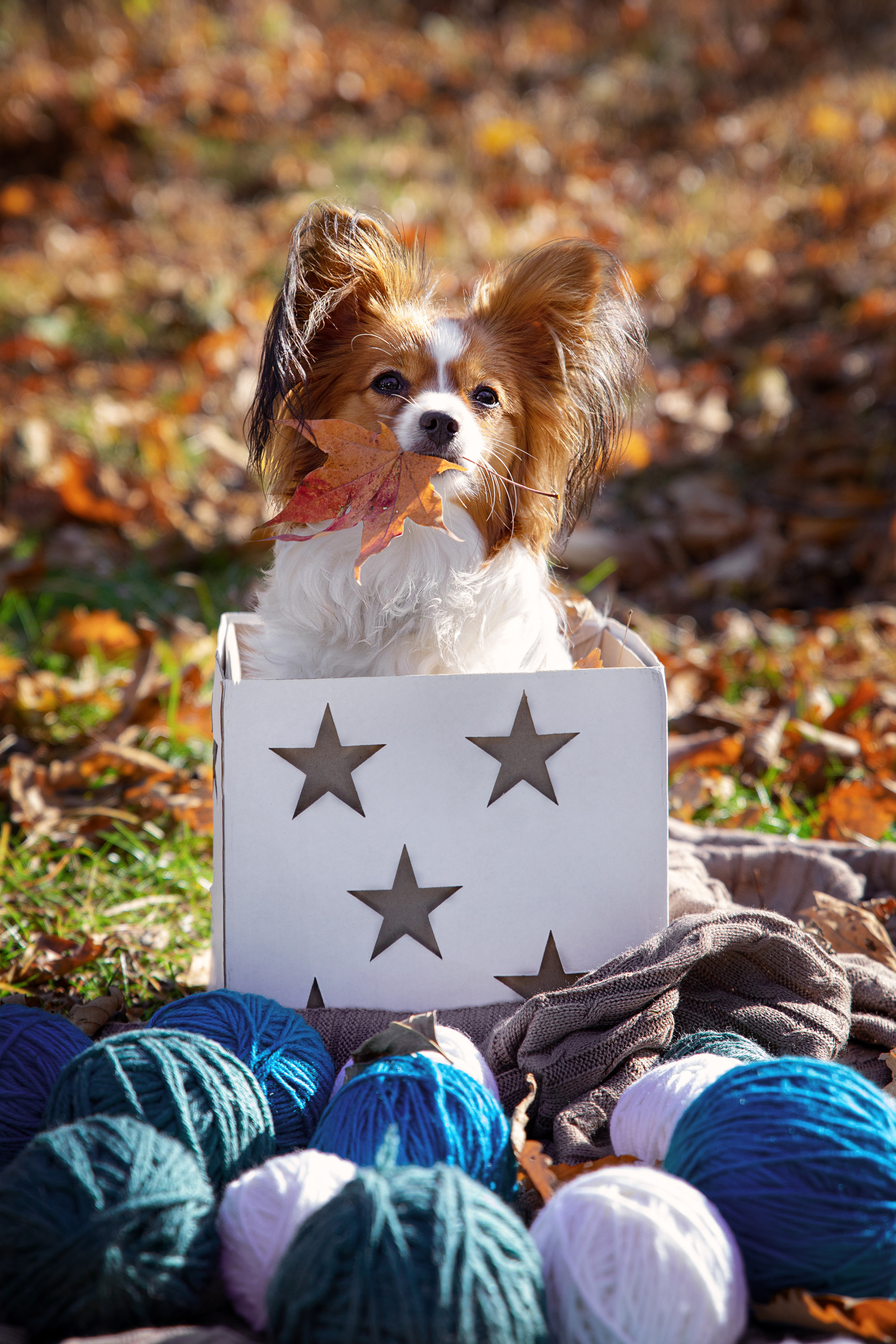 Друзья наши меньшие. Семейный и частный фотограф во Владивостоке