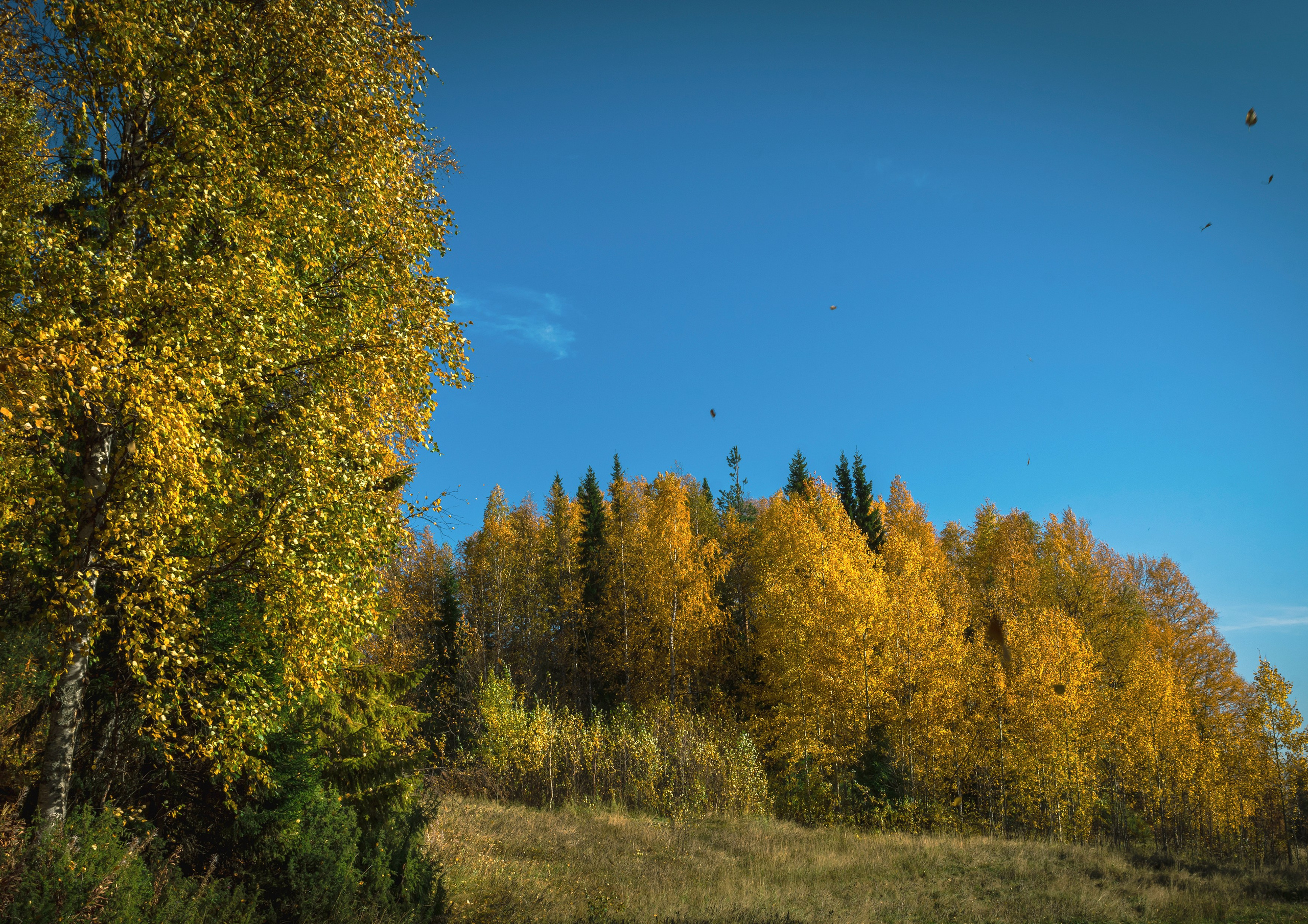 Осень. Фотограф в с. Ижма Республика Коми Терентьев Сергей