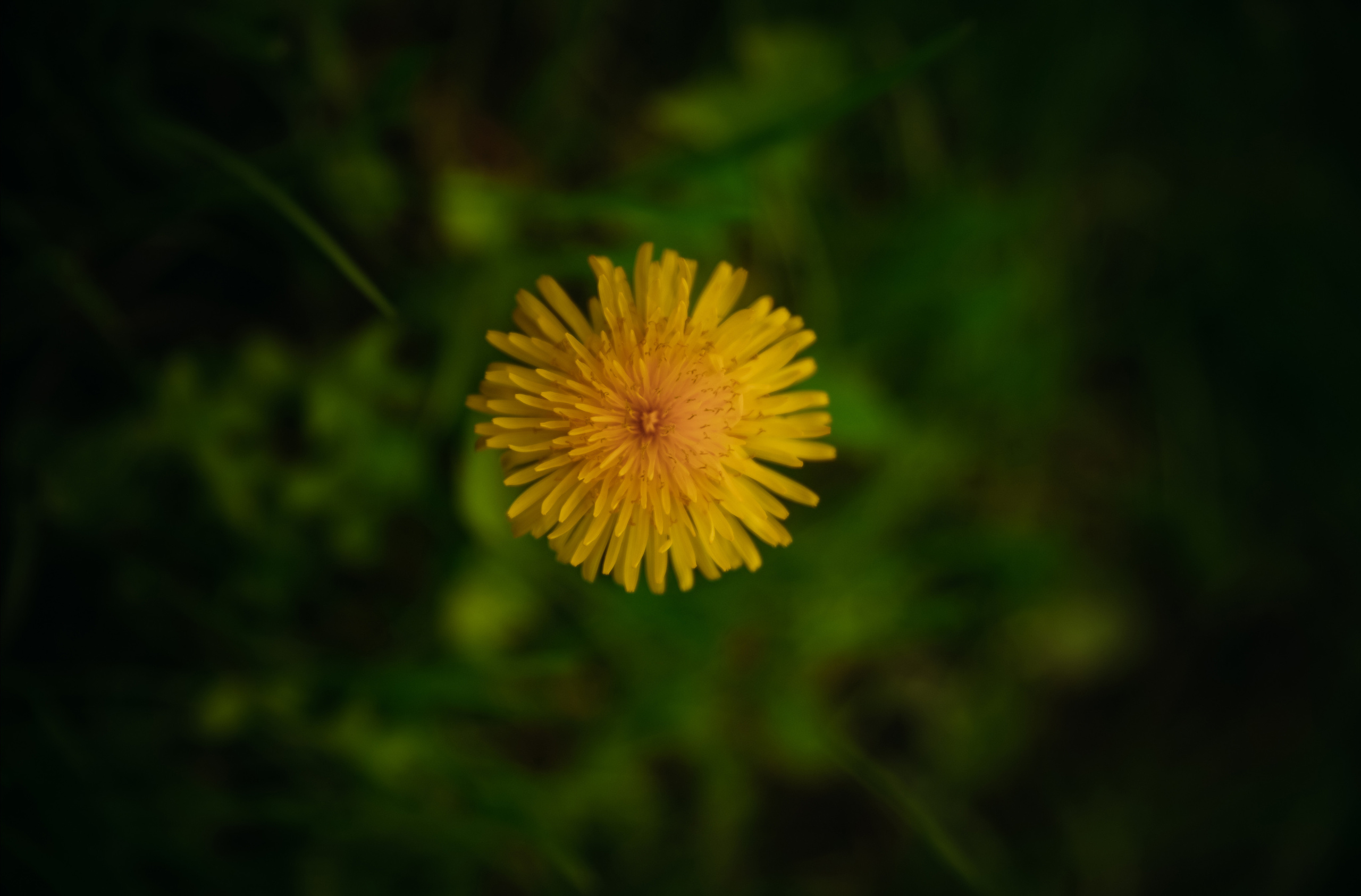 Семейные фотопрогулки. Семейный фотограф Олеся Батурина Рязань