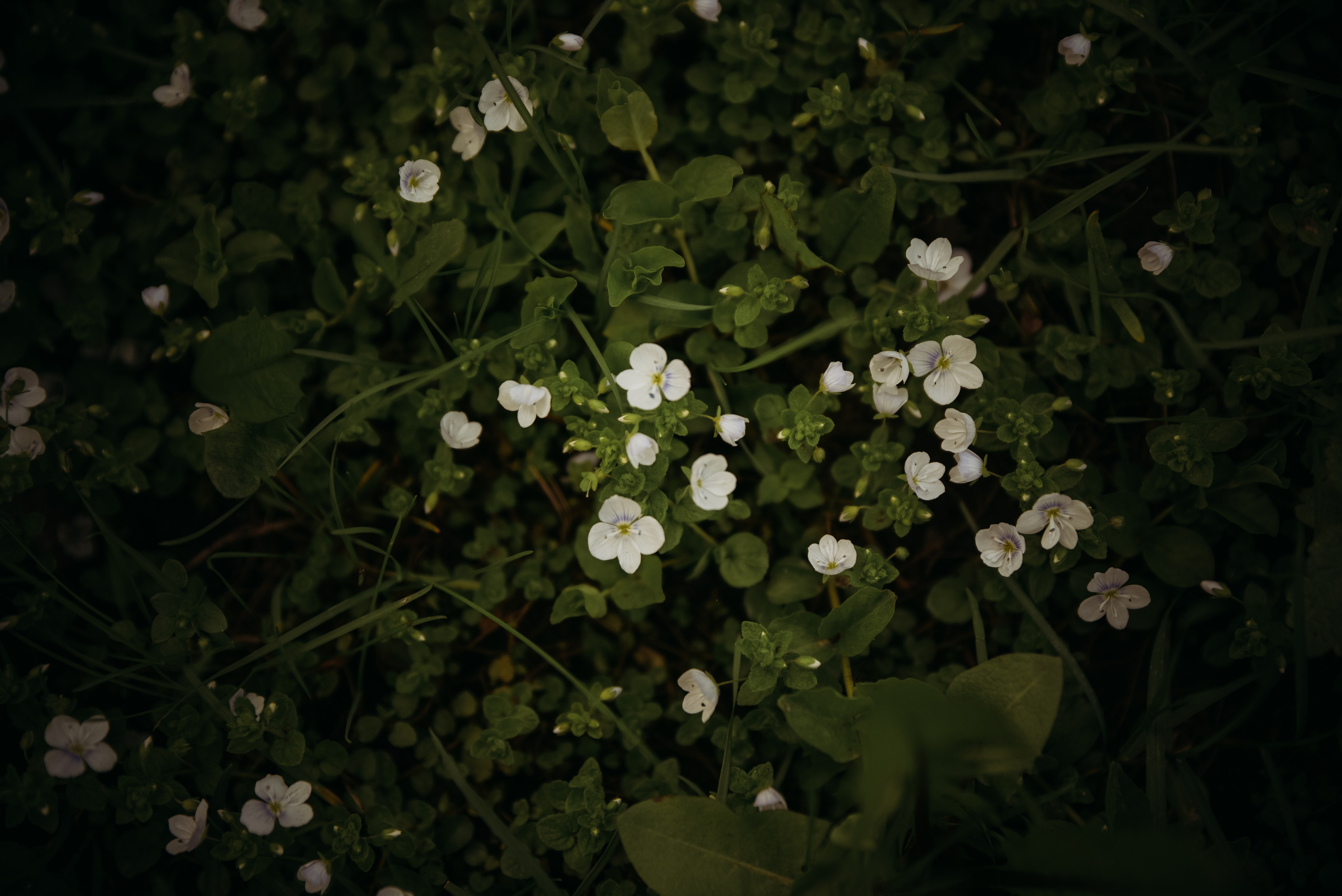 Семейные фотопрогулки. Семейный фотограф Олеся Батурина Рязань