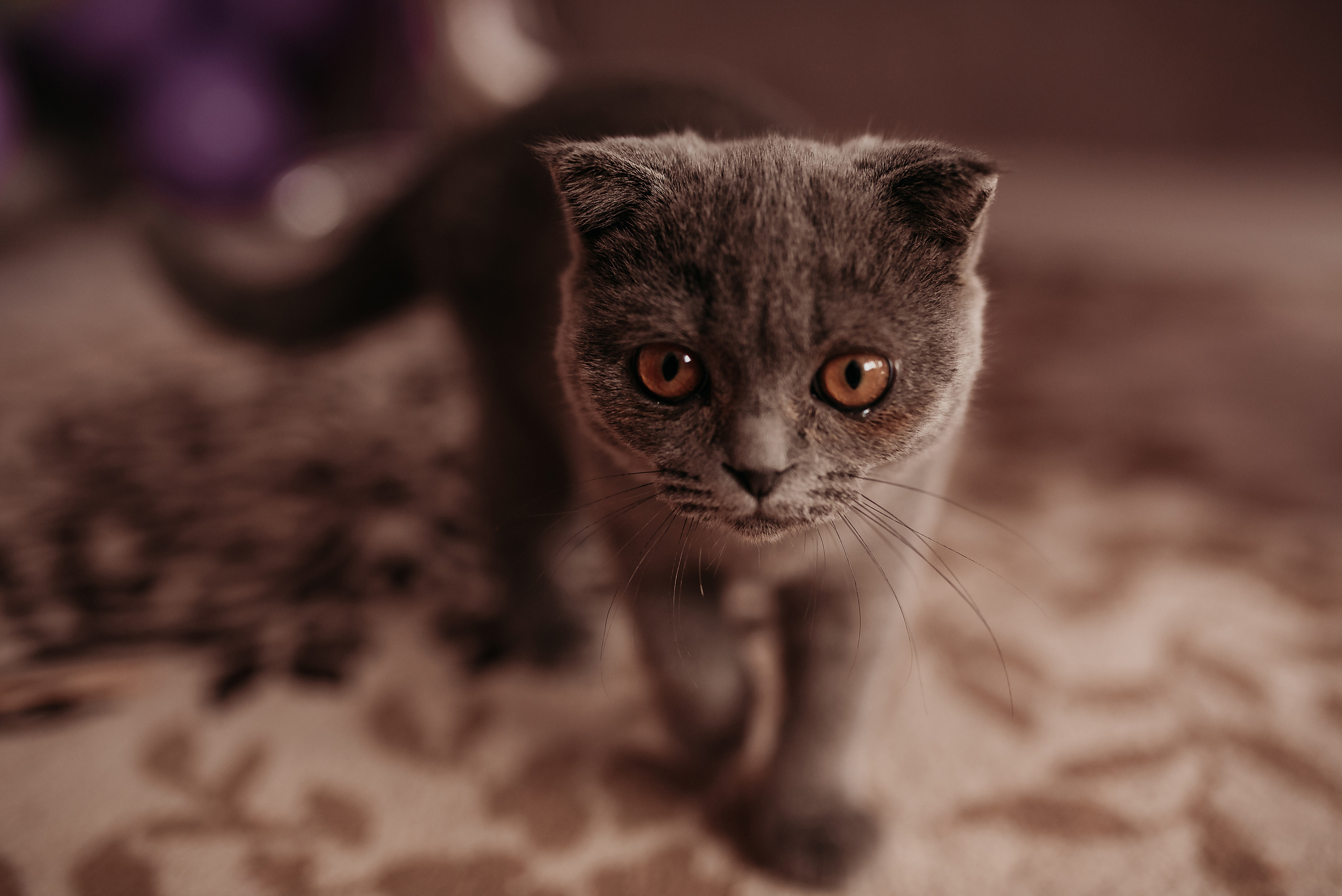 Домашняя история. Семейный фотограф Олеся Батурина Рязань