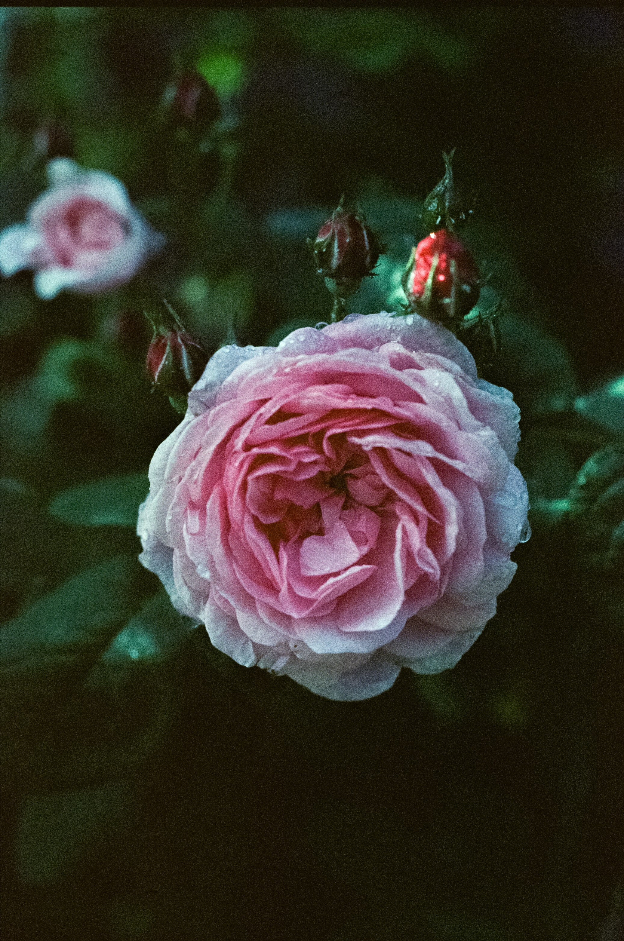 Kodak Vision 3 500T примеры фотографий