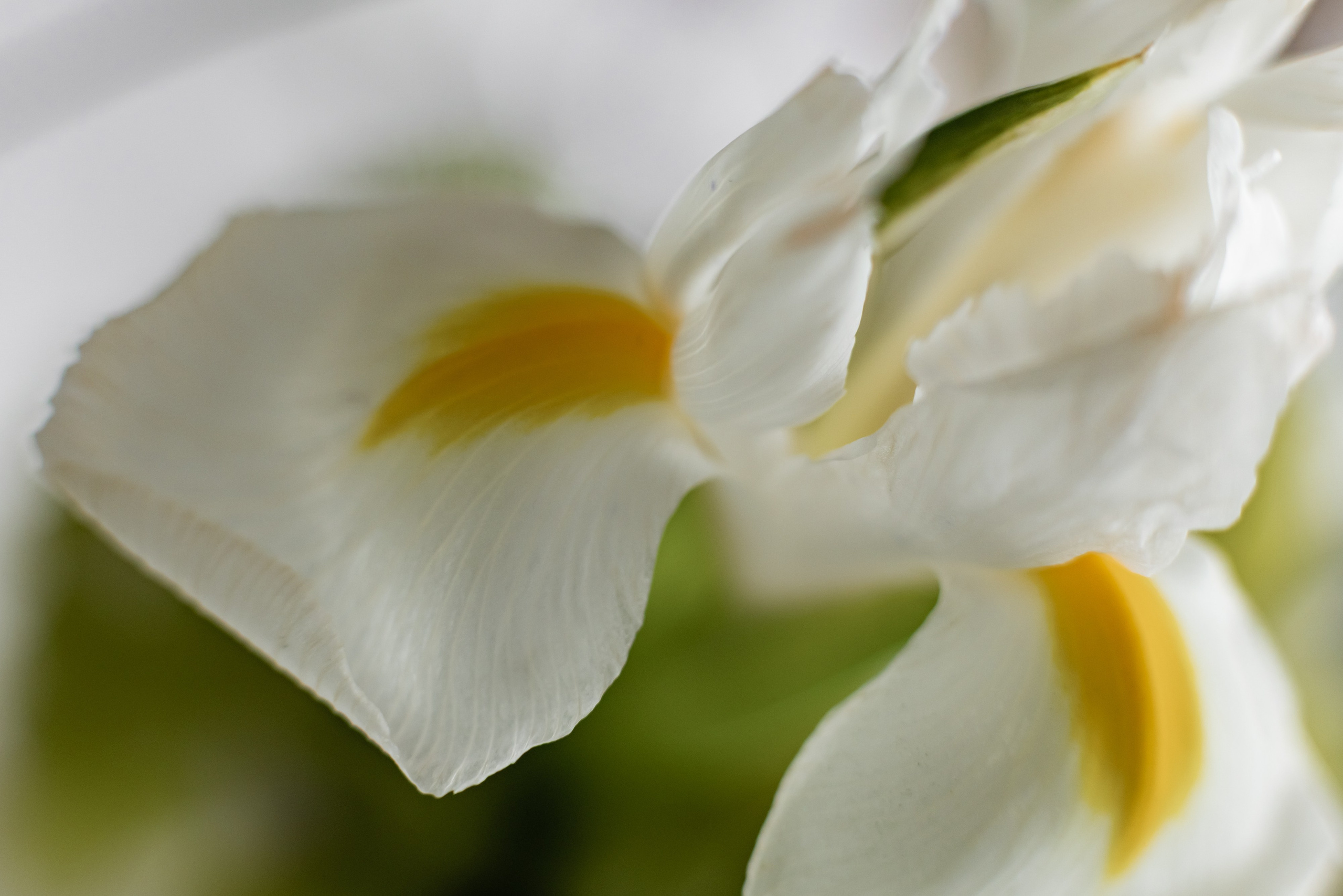 Валерия в студии «VENERA». Фотограф Белгород