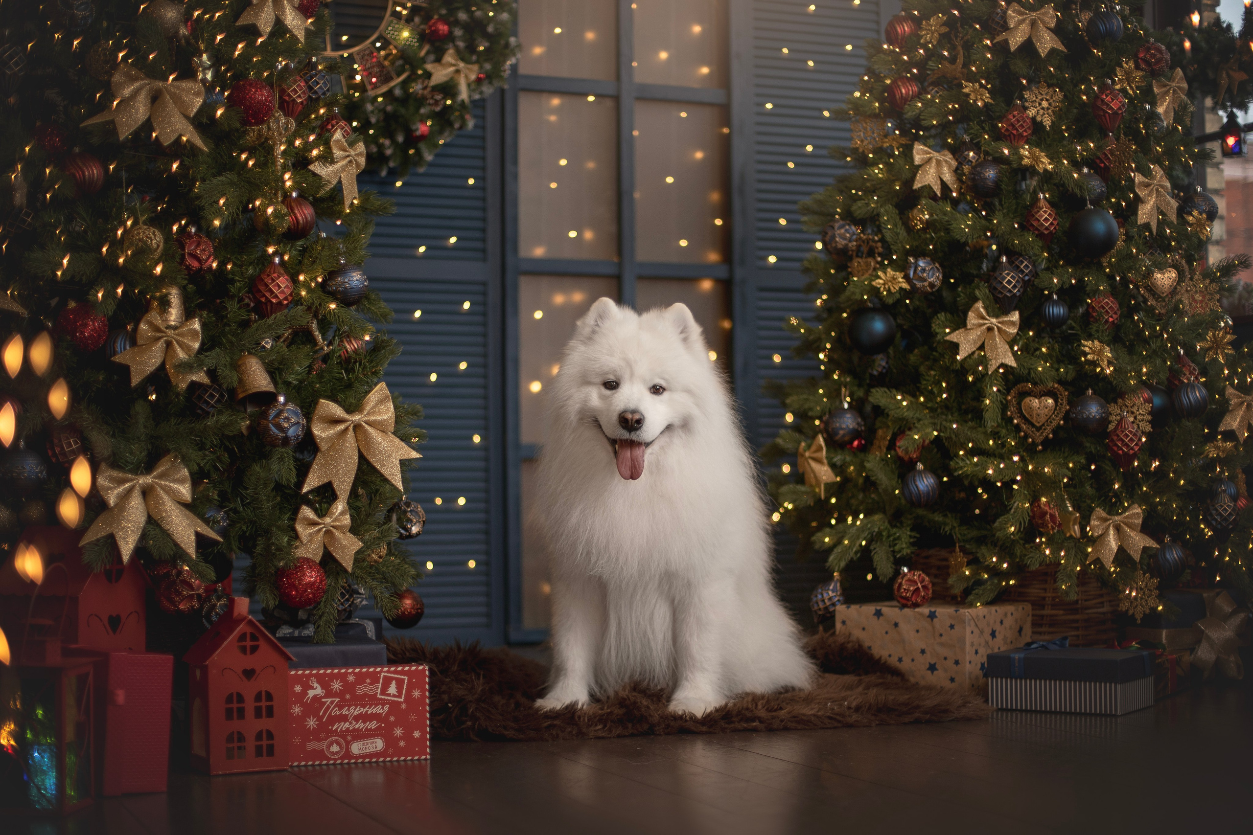 Пушистые самоедские драконы в студии. Фотограф анималист в Москве Майорова Евгения