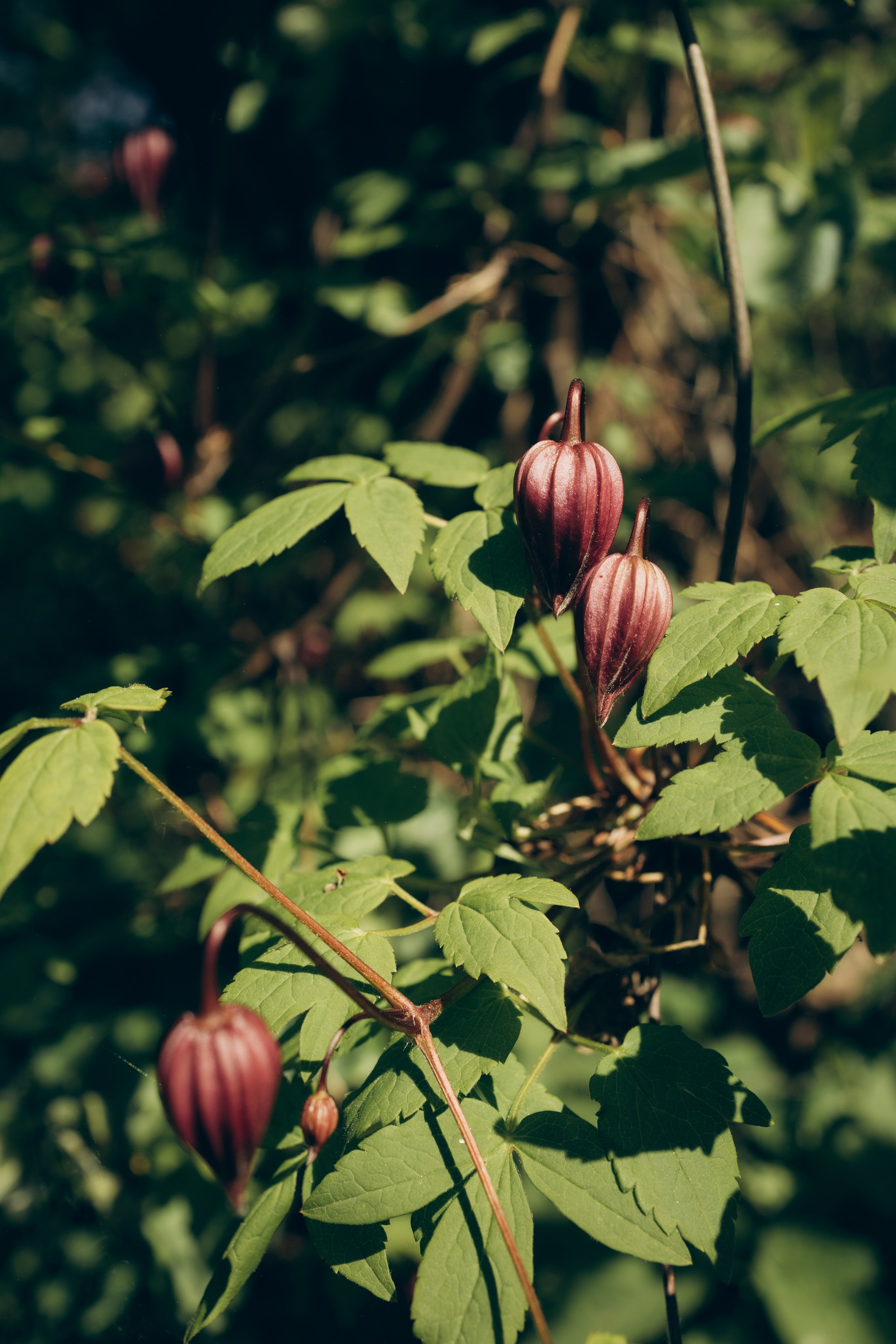 Istra. Женский фотограф Истра