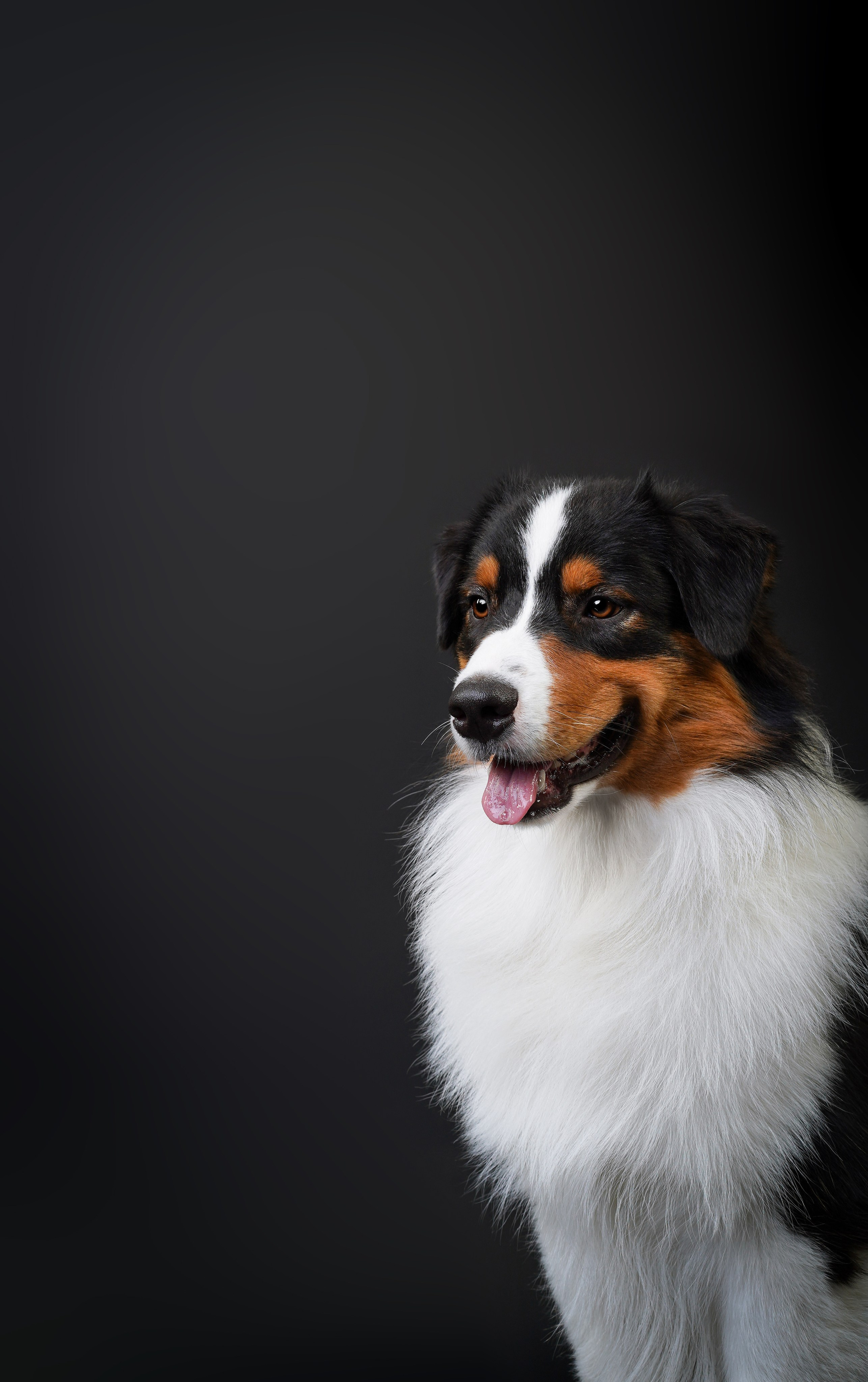 Аусси Бэст. Фотограф-анималист в Санкт-Петербурге Яна Мартынова