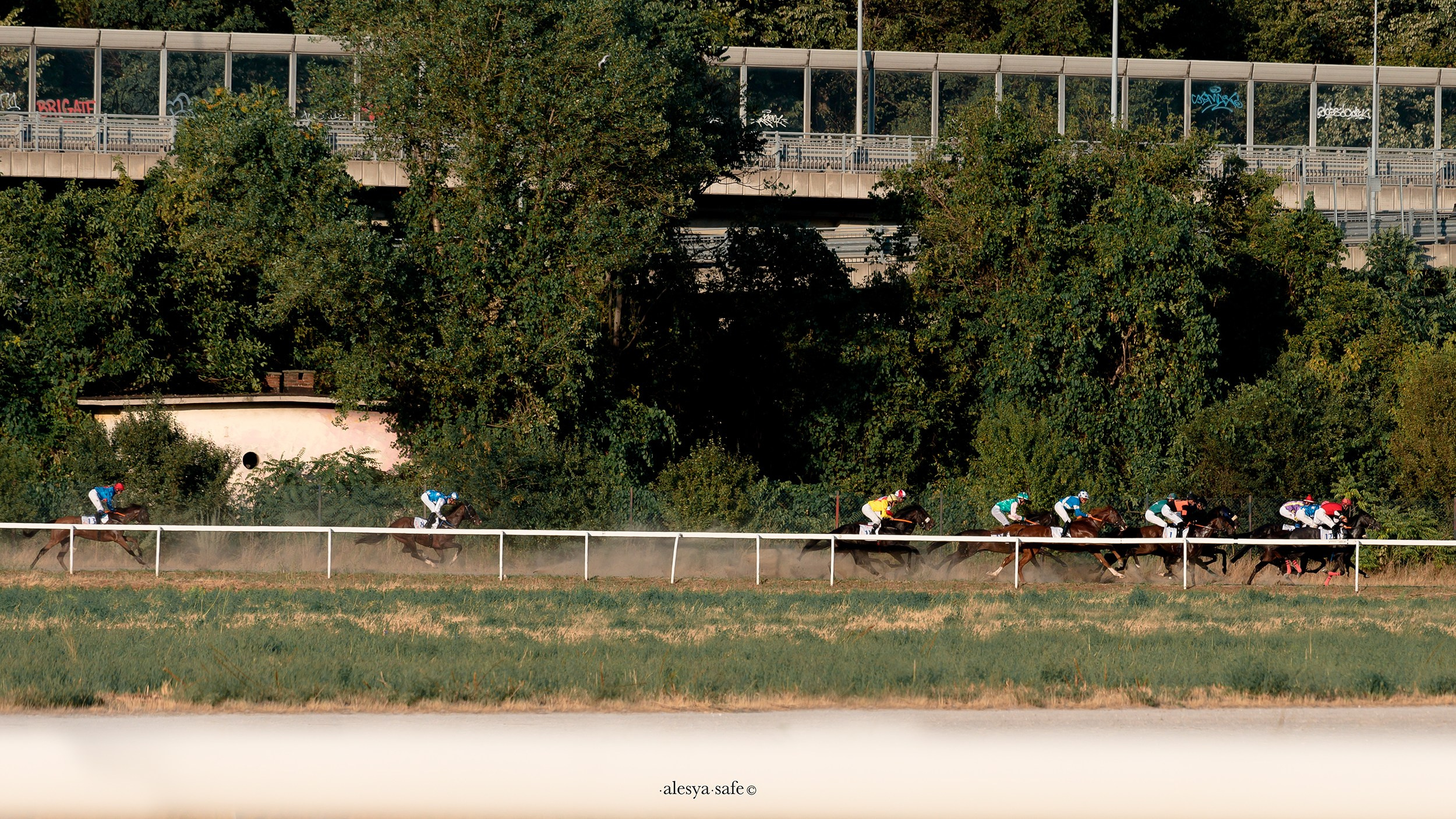 Скачки. Конный фотограф Alesya Safe