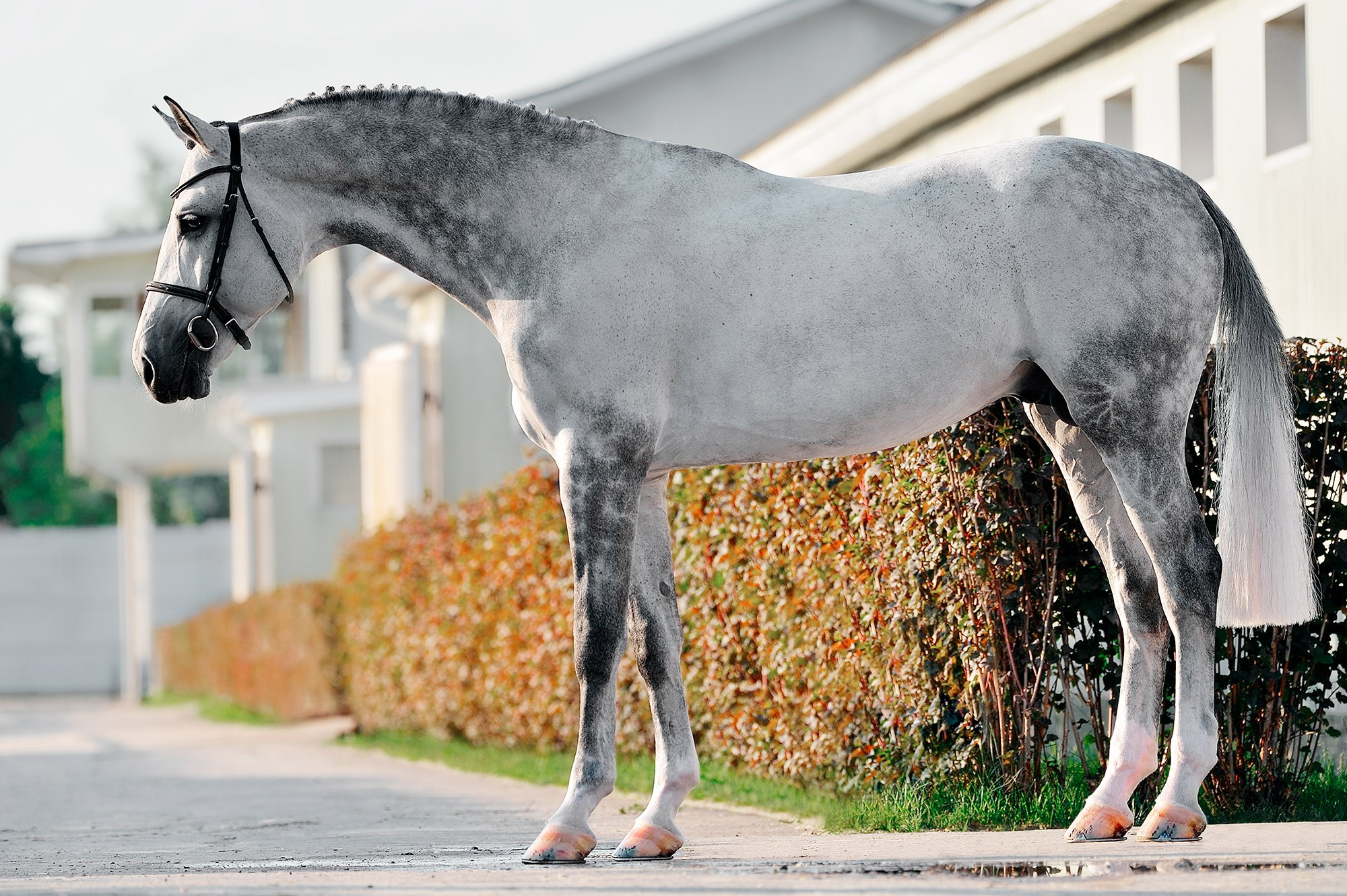 Экстерьер. Конный фотограф Alesya Safe