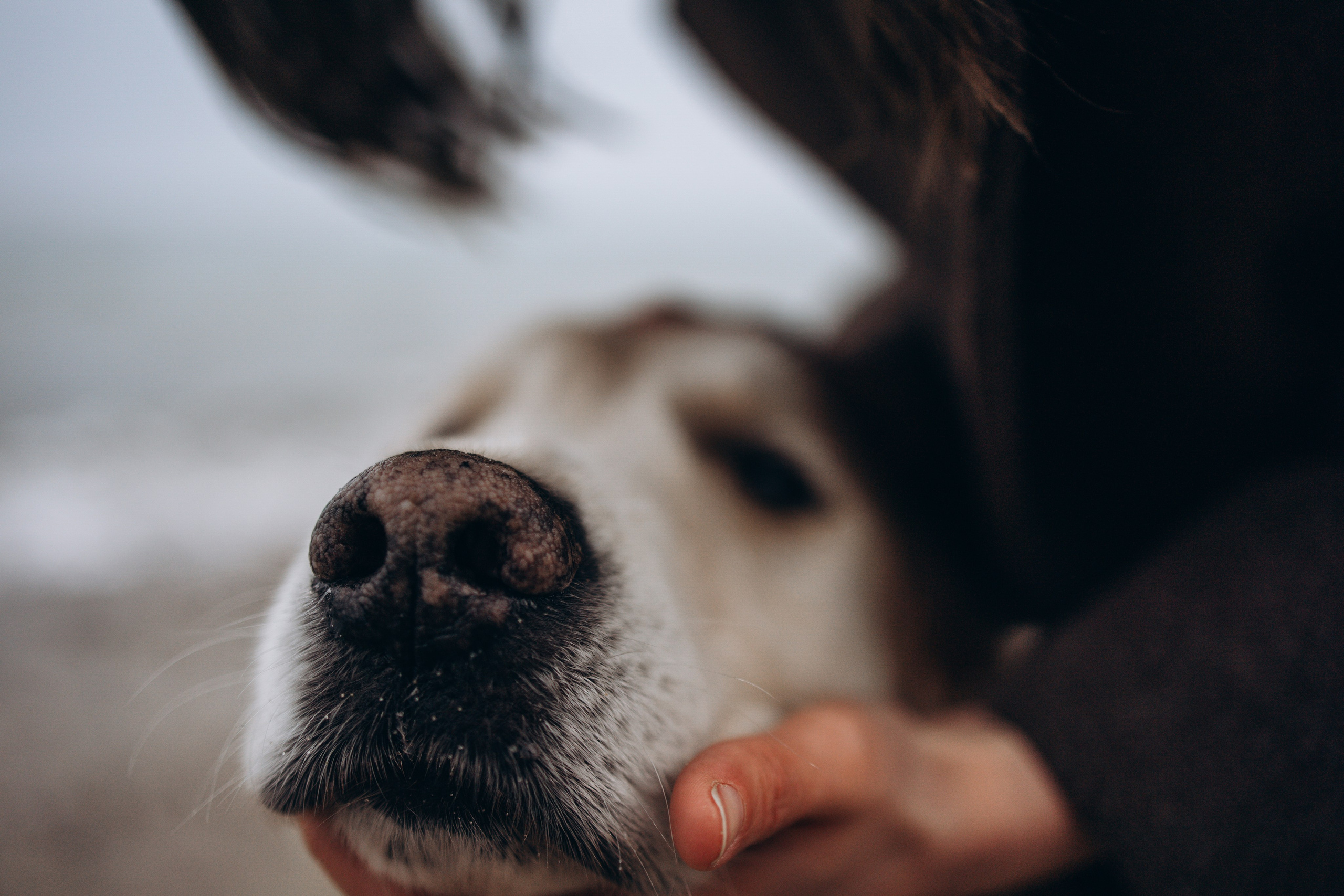 Юля и Максик. Фотограф — Анималист | Санкт-Петербург