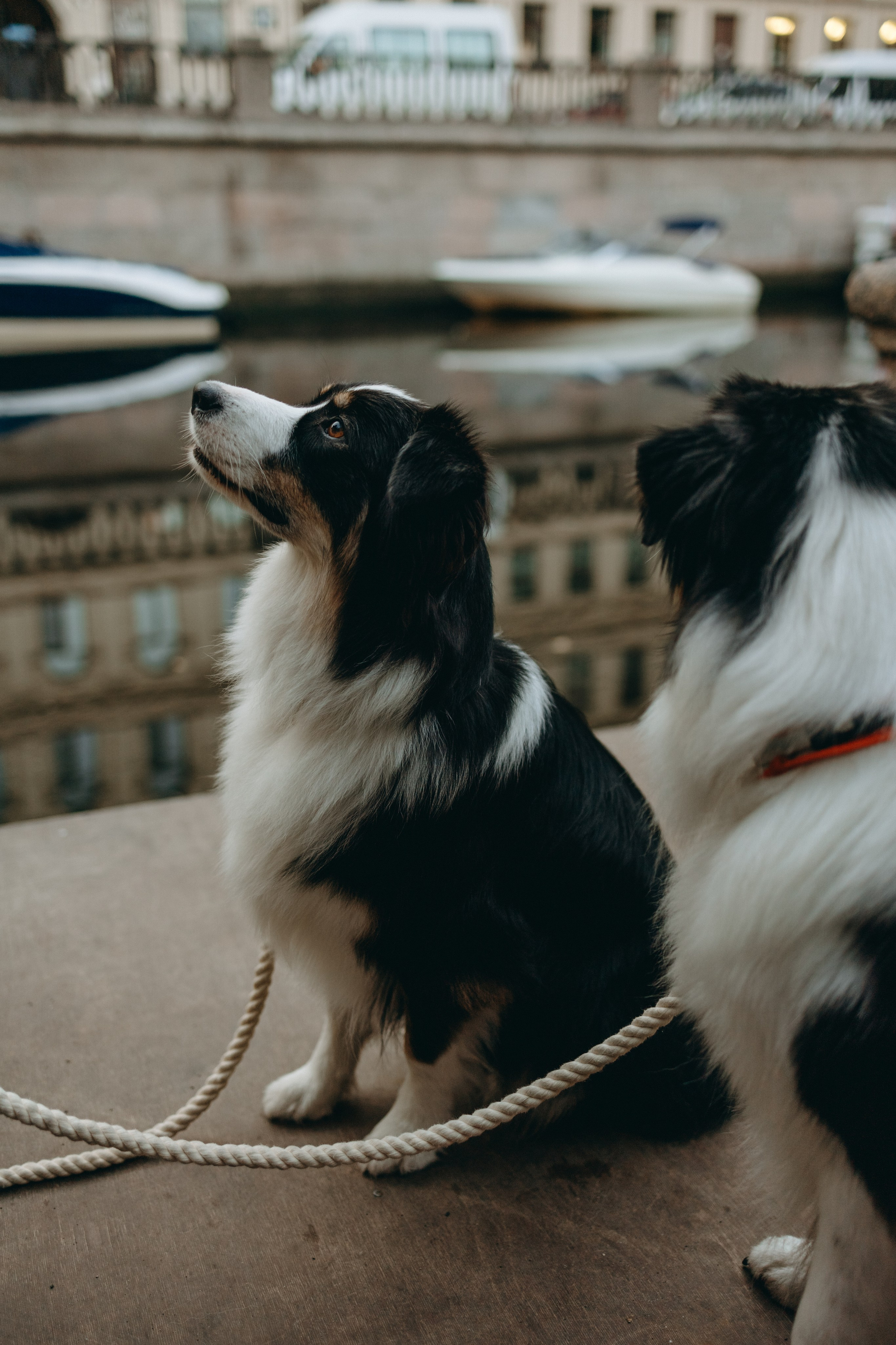 Катя и ее девочки. Фотограф — Анималист | Санкт-Петербург