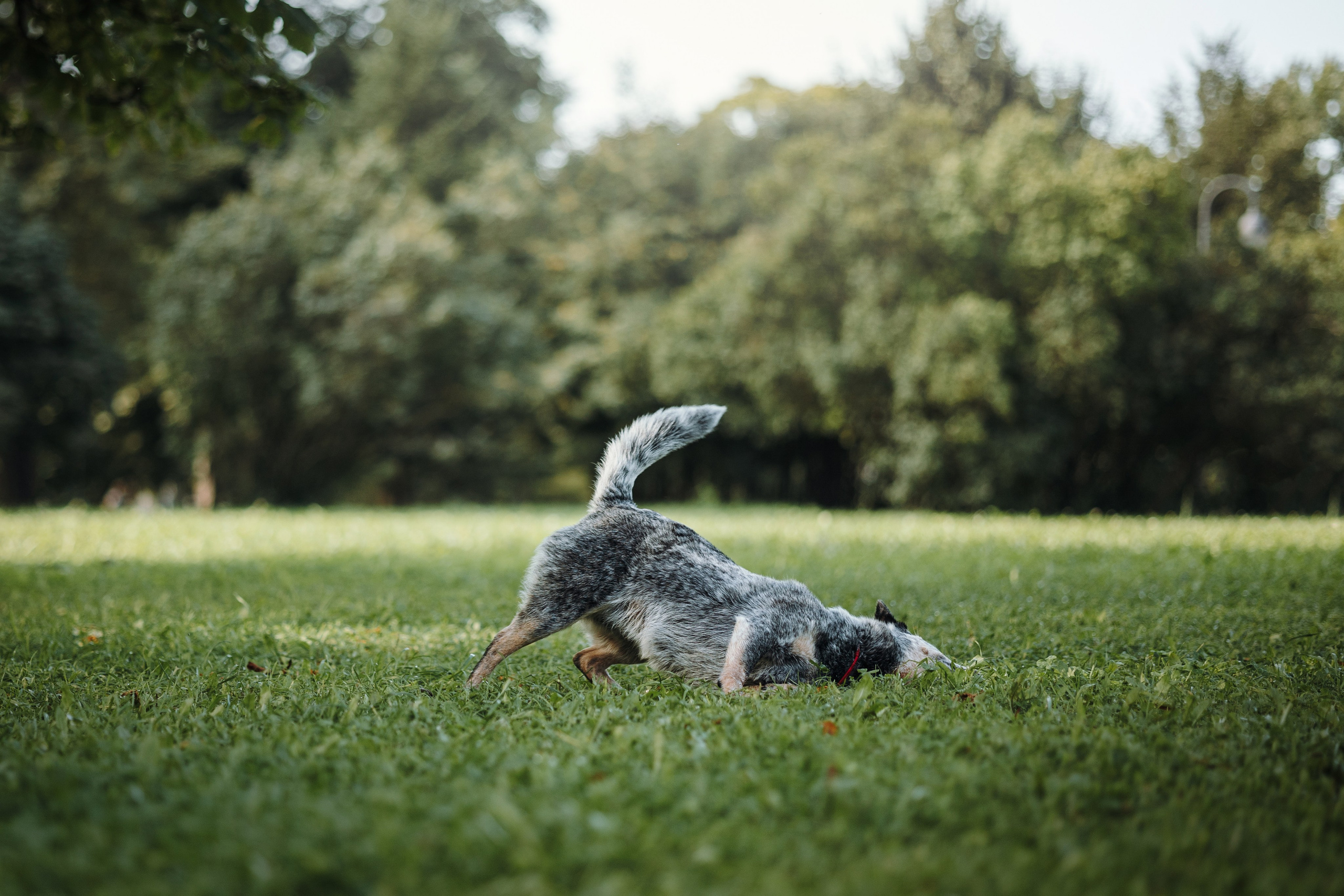 Кода и ее семья. Фотограф — Анималист | Санкт-Петербург