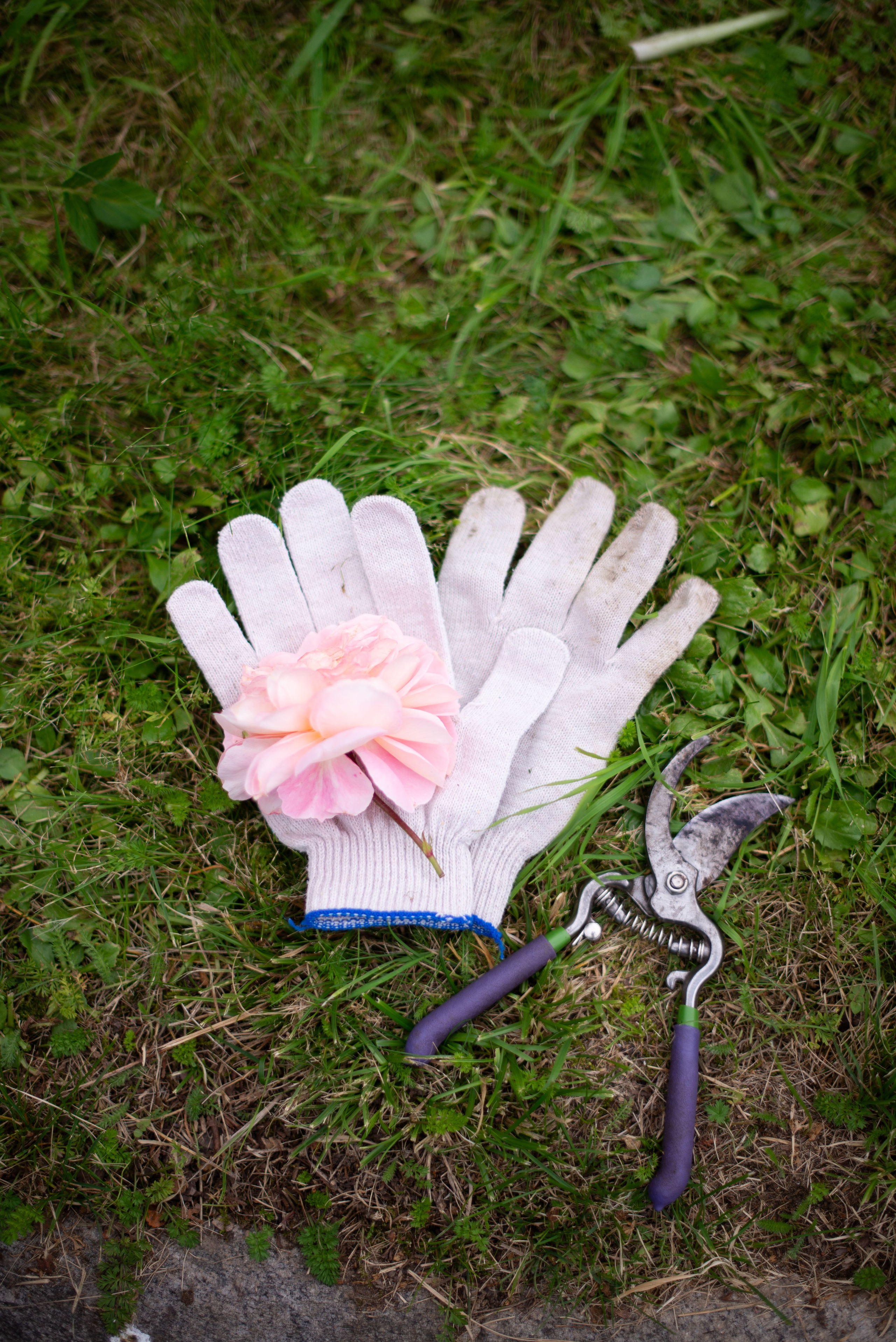 Цветы сада МГУ. Victoria Radjevna Репортажный Фотограф — Видеограф Москва • Санкт-Петербург
