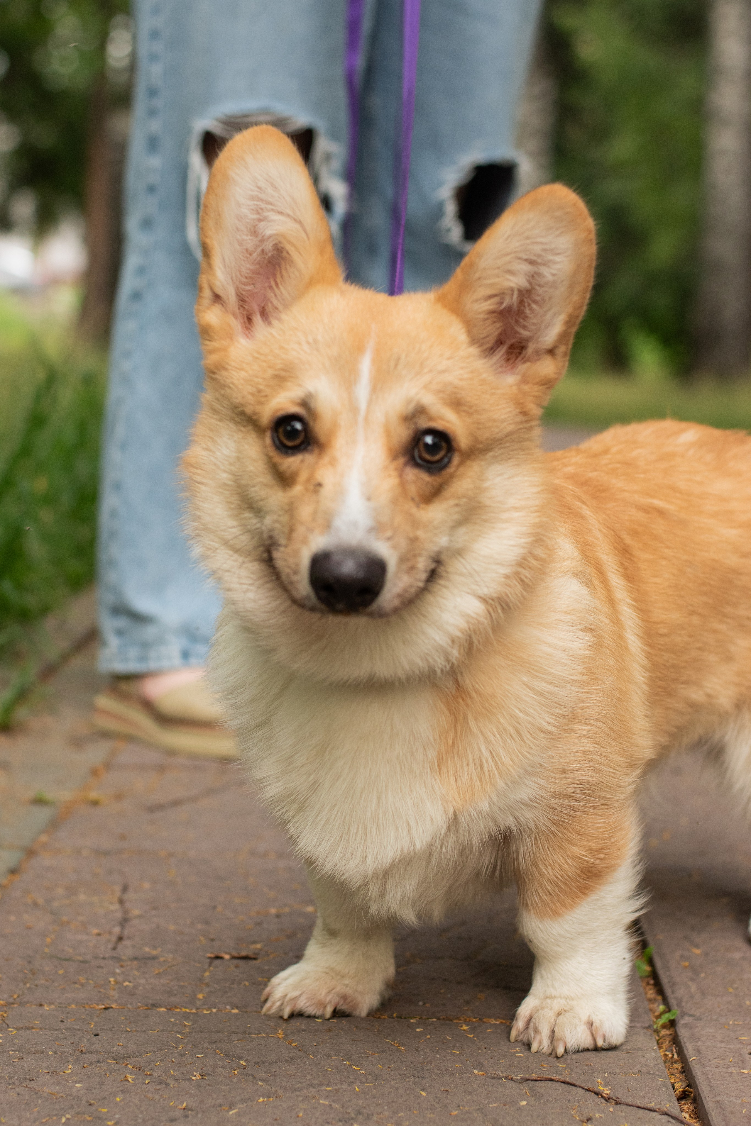 Фотосессия с домашними животными. Фотограф в Новосибирске Фальман Полина