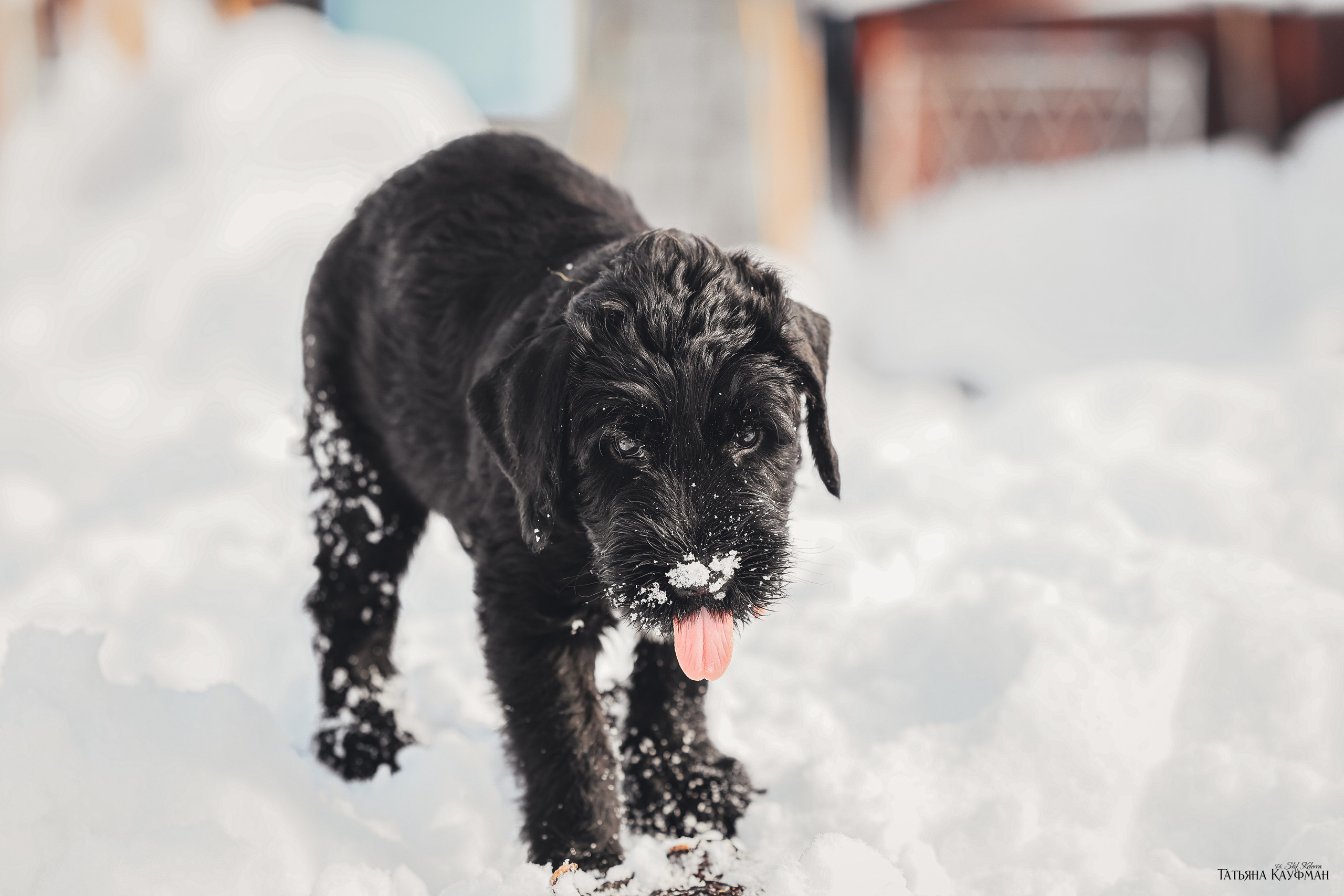 Ризеншнауцер, щенки ризеншнауцера, купить ризеншнауцера, купить щенка, ризеншнауцер Новосибирск, фотосъемка щенков, фотосессия собак, заказать фотосессию, фотографии щенков, сфотографировать щенка, фотограф Анималист, фотограф собак Новосибирск, фотограф анималист Новосибирск