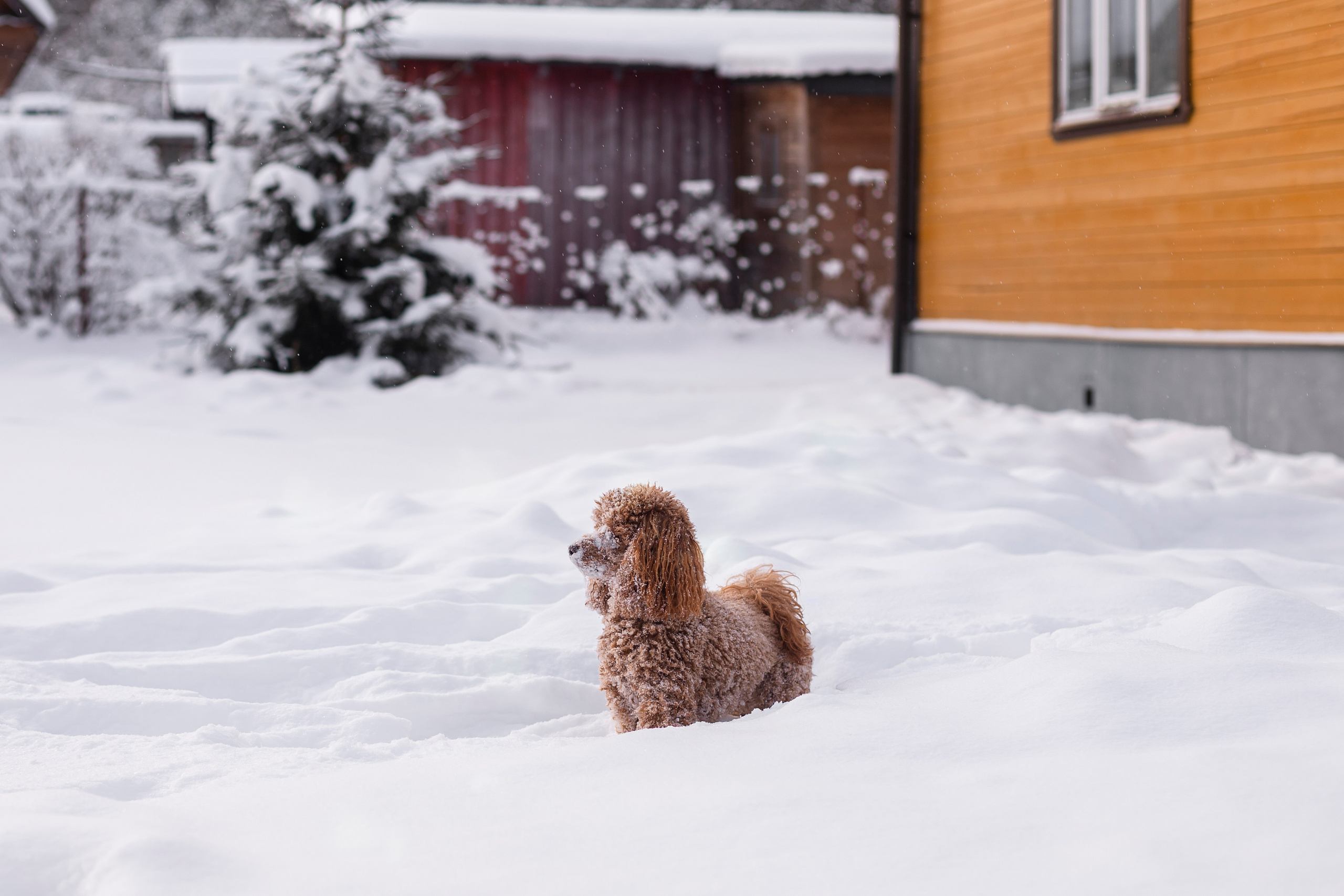 Катюша и семья. Свадебный фотограф Екатерина Чаусова