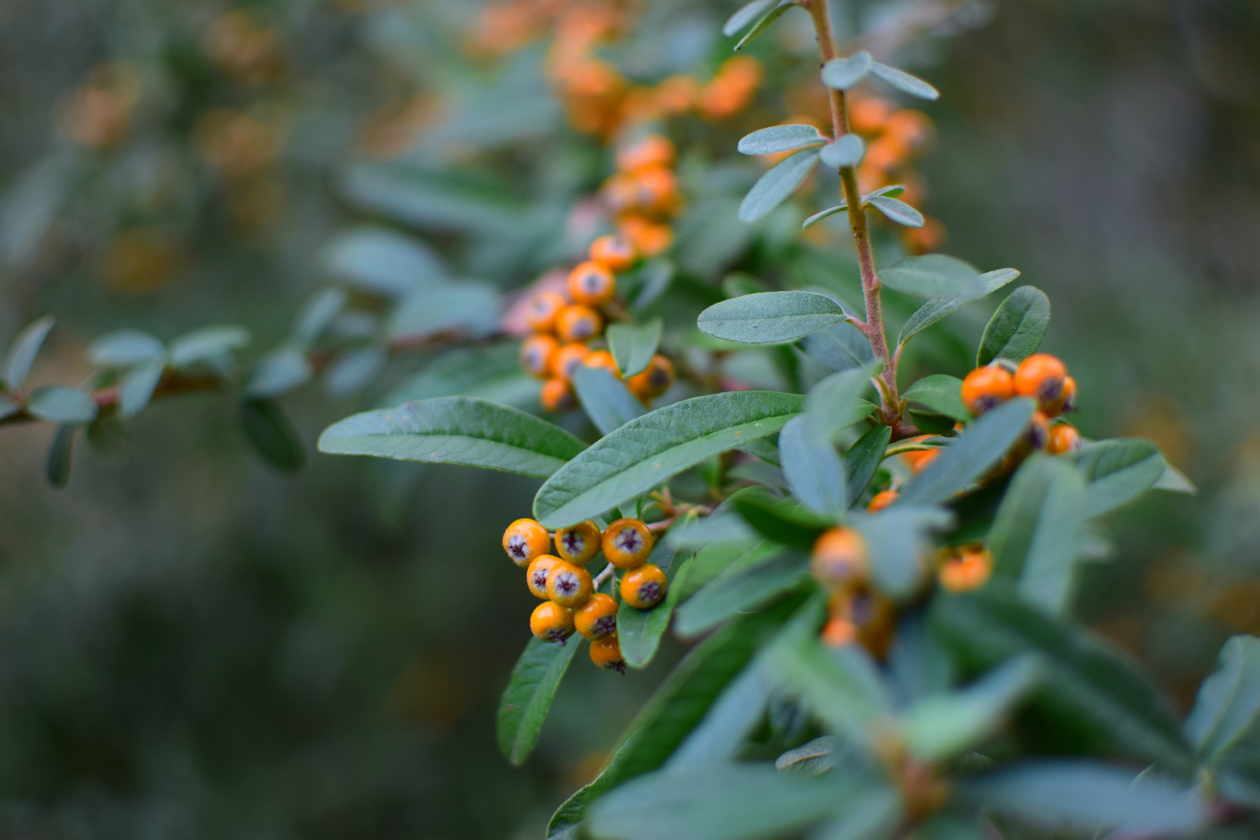 Ботаника. Фотограф • Елена Миронова