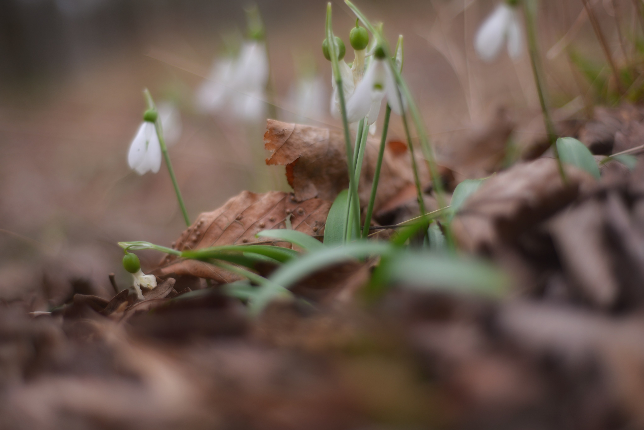Ботаника. Фотограф • Елена Миронова
