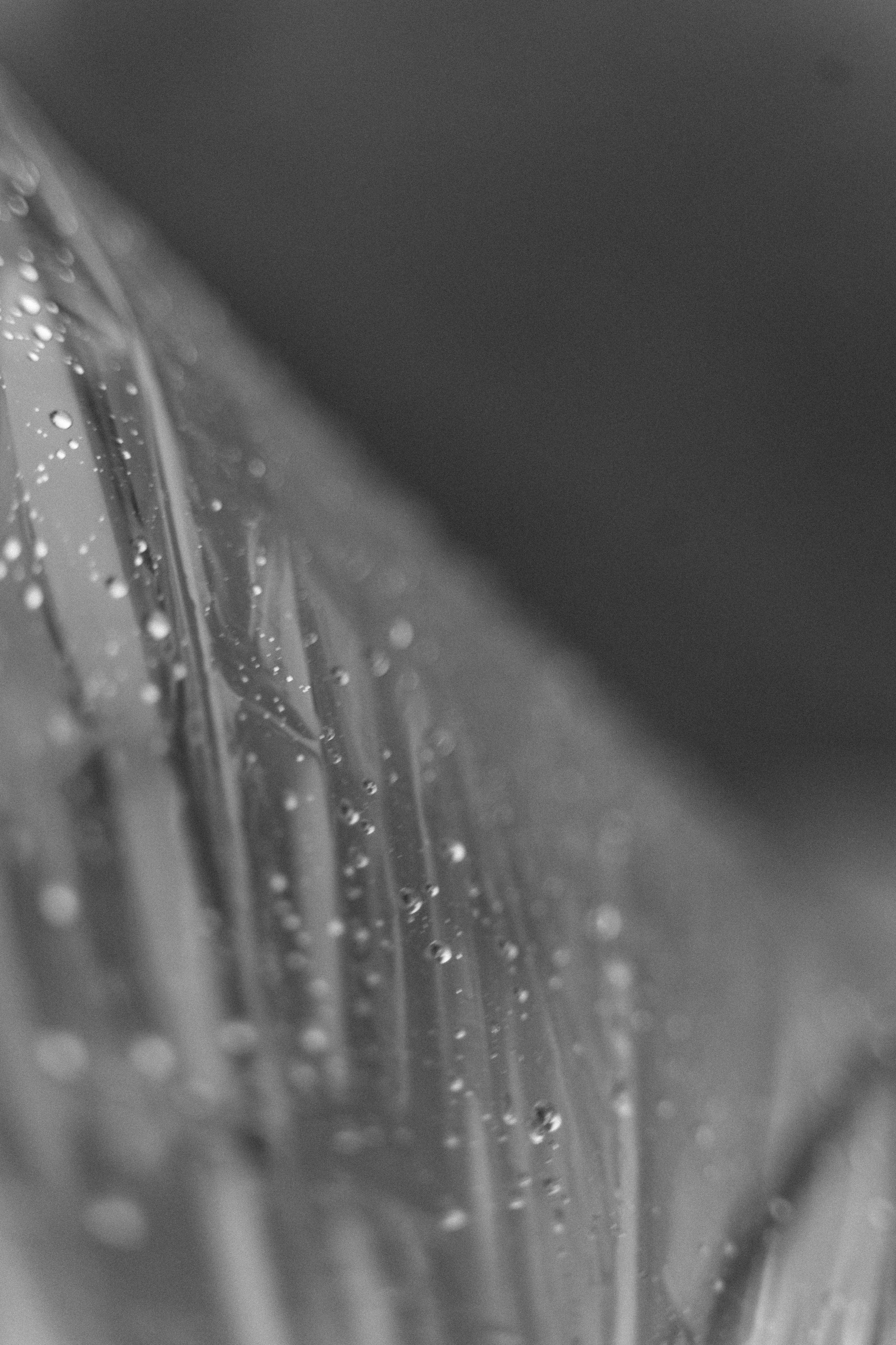 Максим и Лика. Свадебный и семейный фотограф в Новосибирске Наталья Зорина