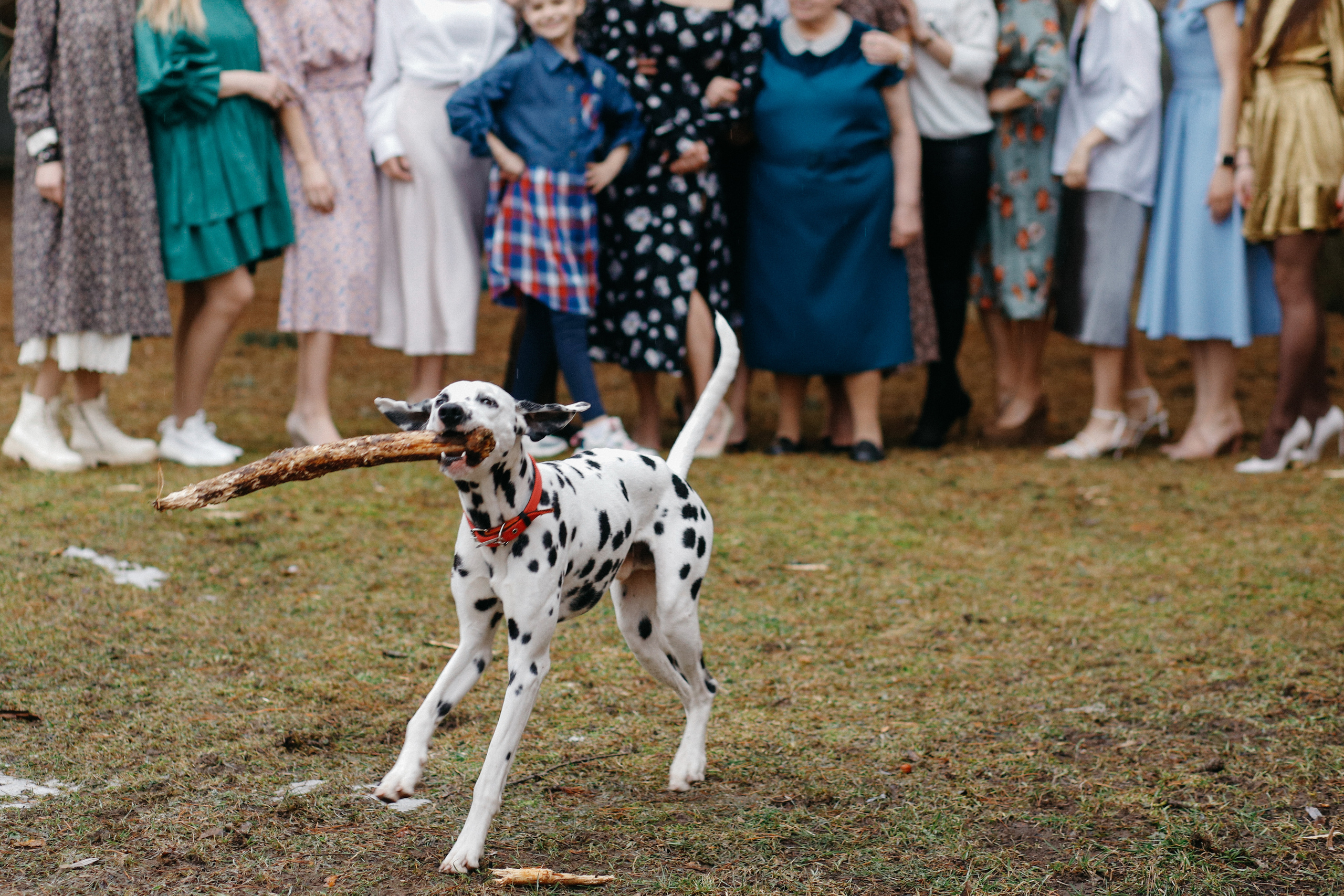Вечерний ужин!. Свадебный фотограф Полина Мишуринская