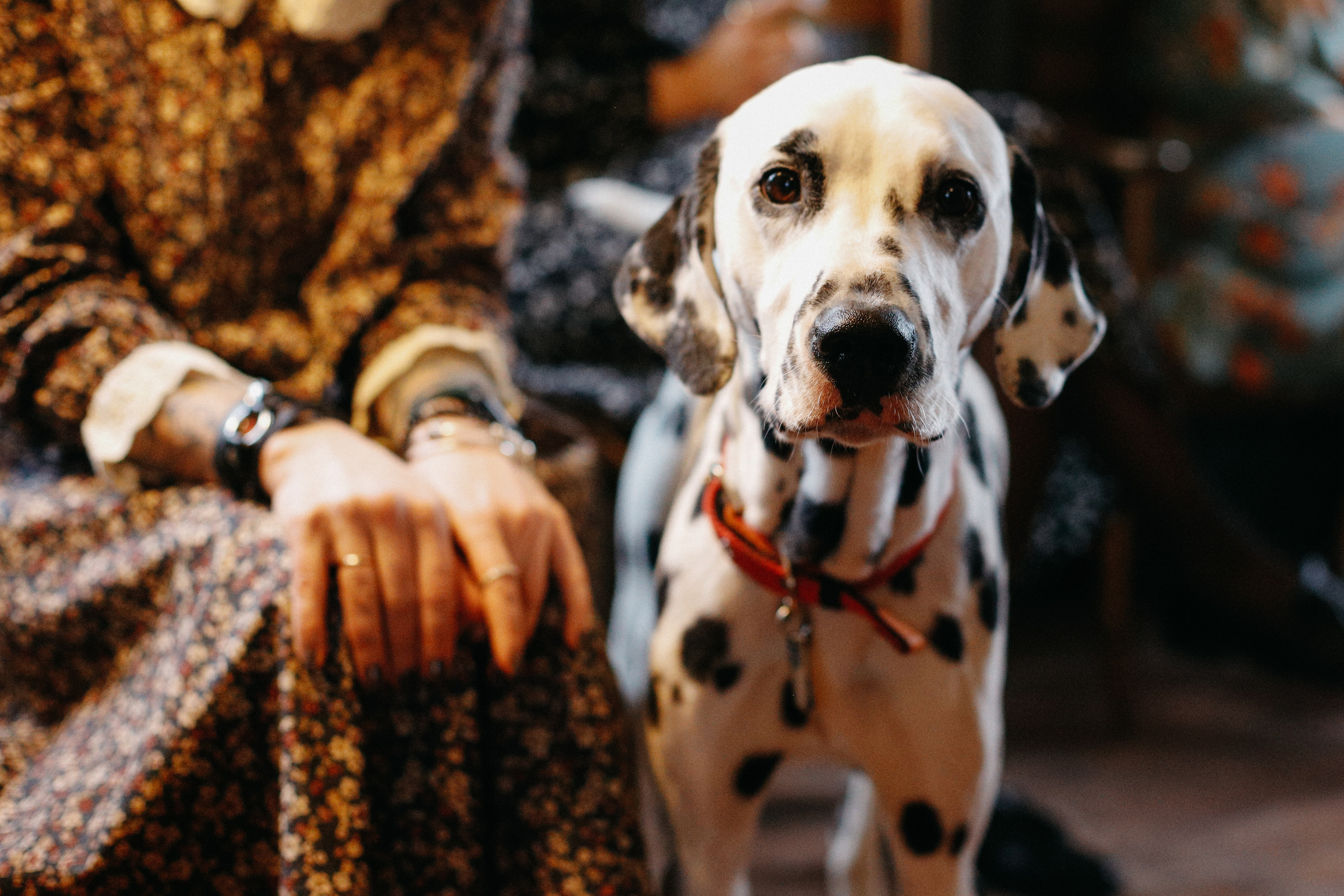 Вечерний ужин!. Свадебный фотограф Полина Мишуринская