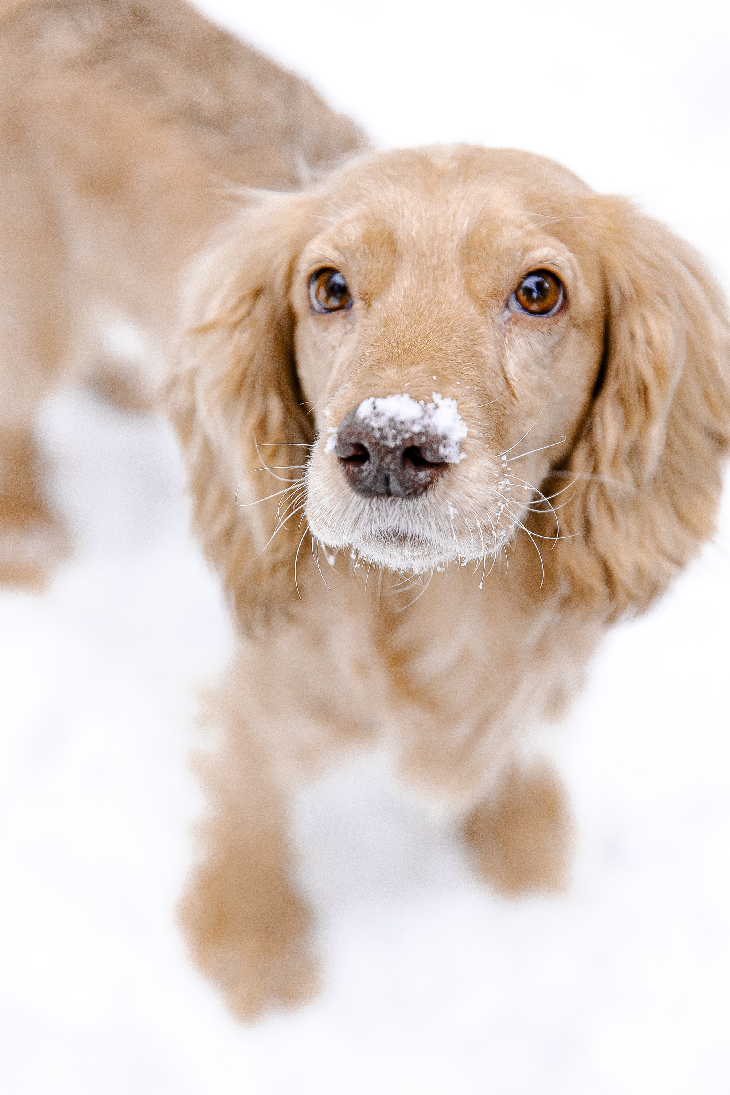Прогулка в лесу. Свадебный и семейный фотограф в Рязани Саша Крутых