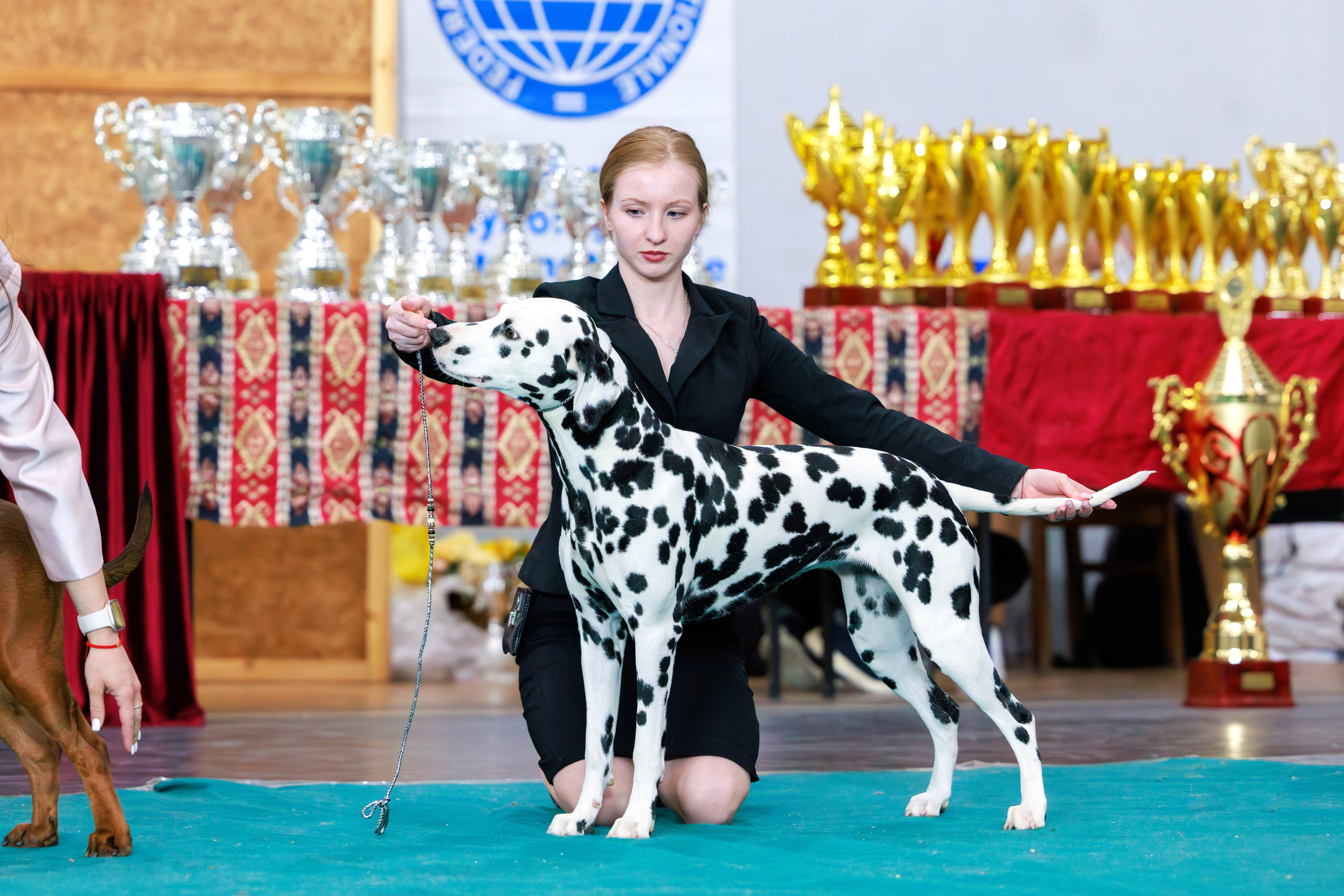 Ереван 2х CACIB 29-30.04.2025. Фотограф-анималист Юлия Германика